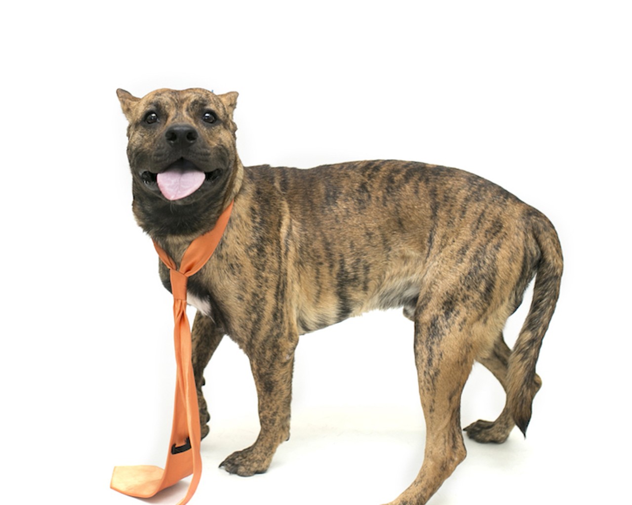 18 adoptable Orange County dogs ready for a serious commitment