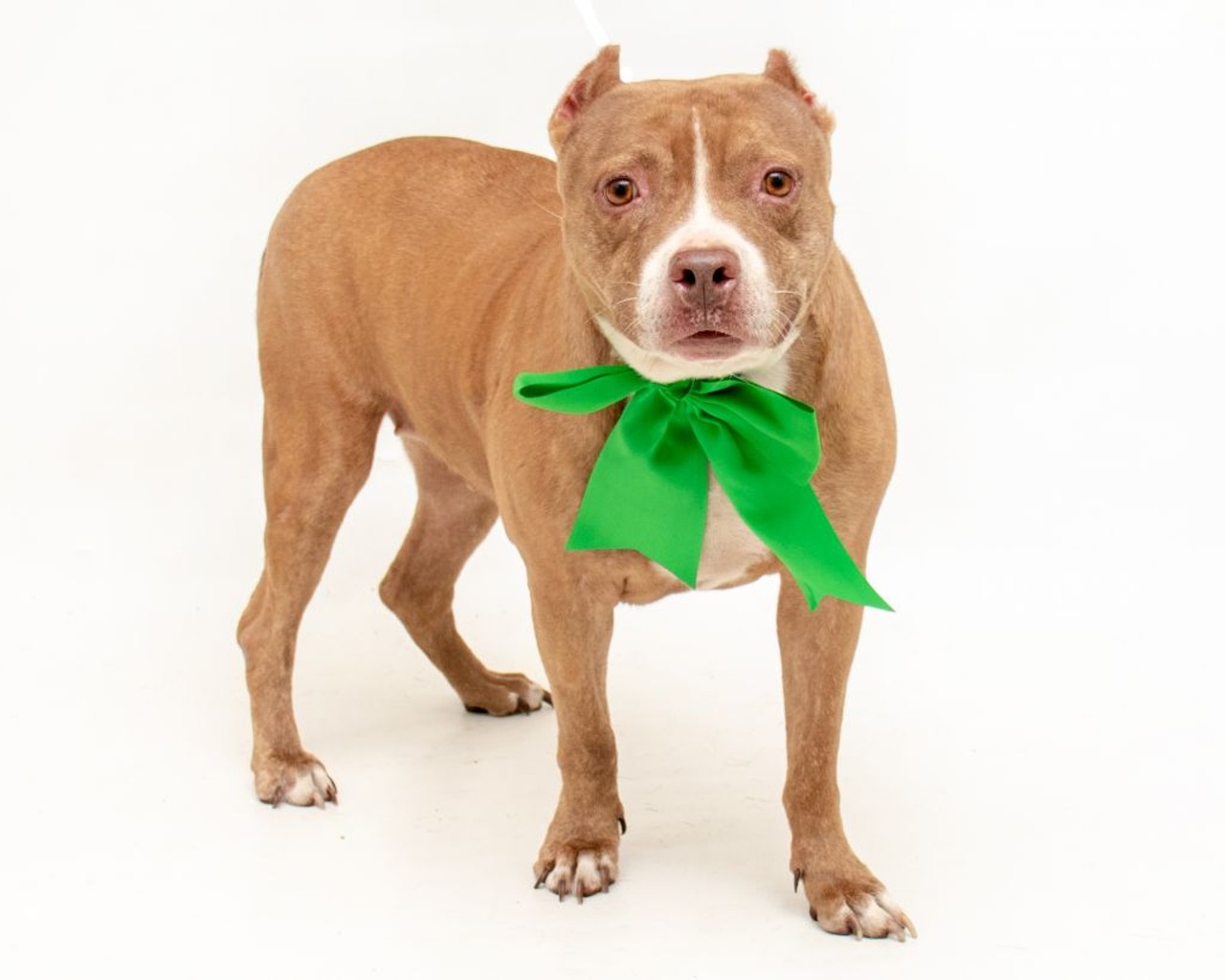 18 adoptable pups looking for a new home in Orange County this Christmas