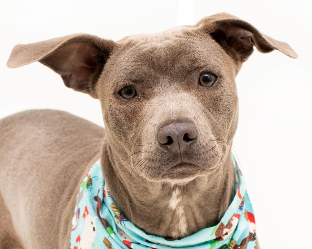 18 adoptable pups looking for a new home in Orange County this Christmas