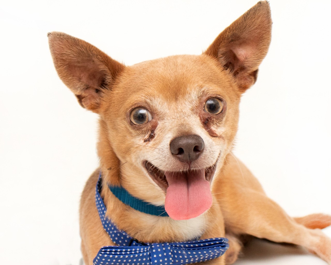 18 adorable August doggies you can adopt in Orange County right now