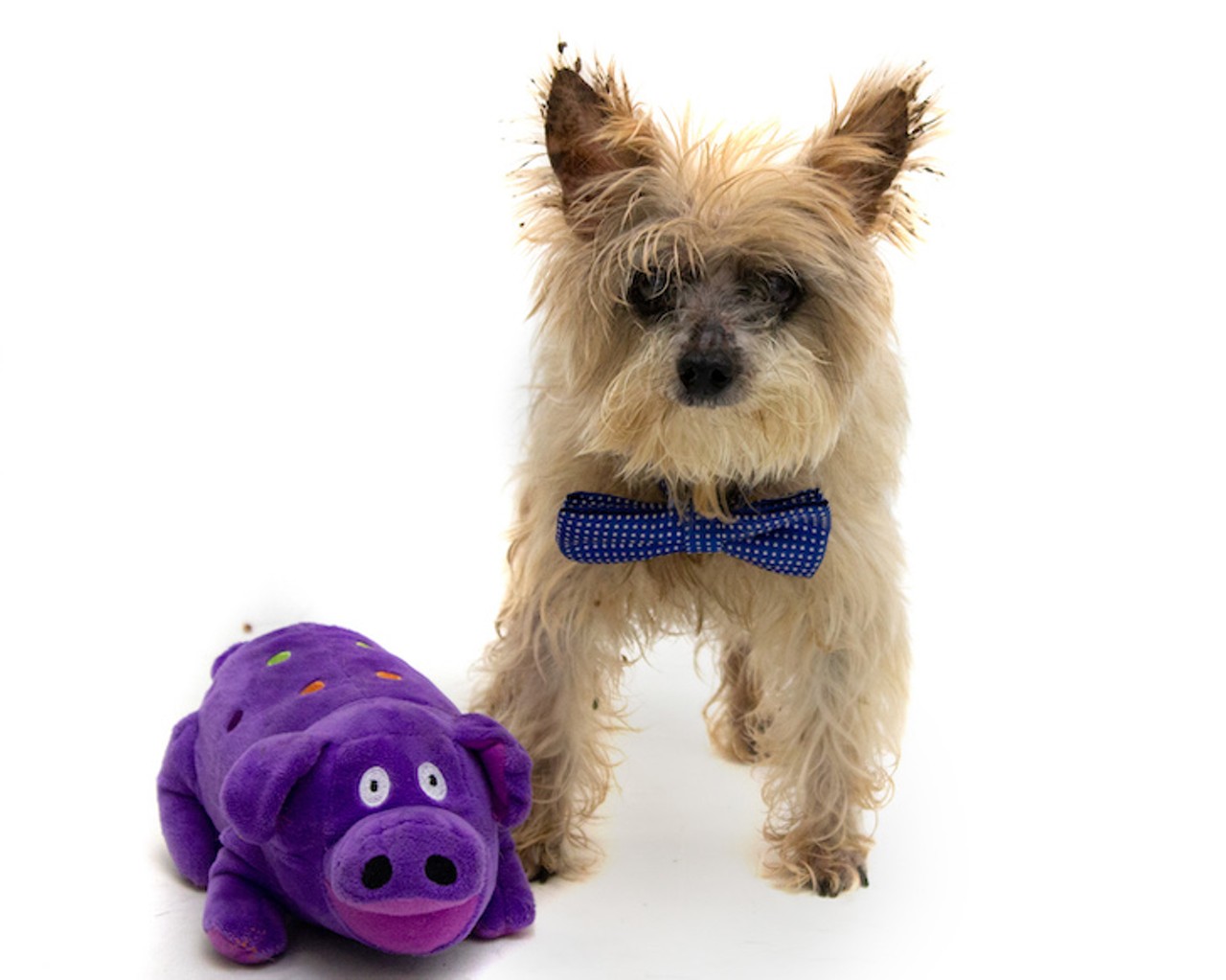 18 little Orlando dogs who want to share their toys with you