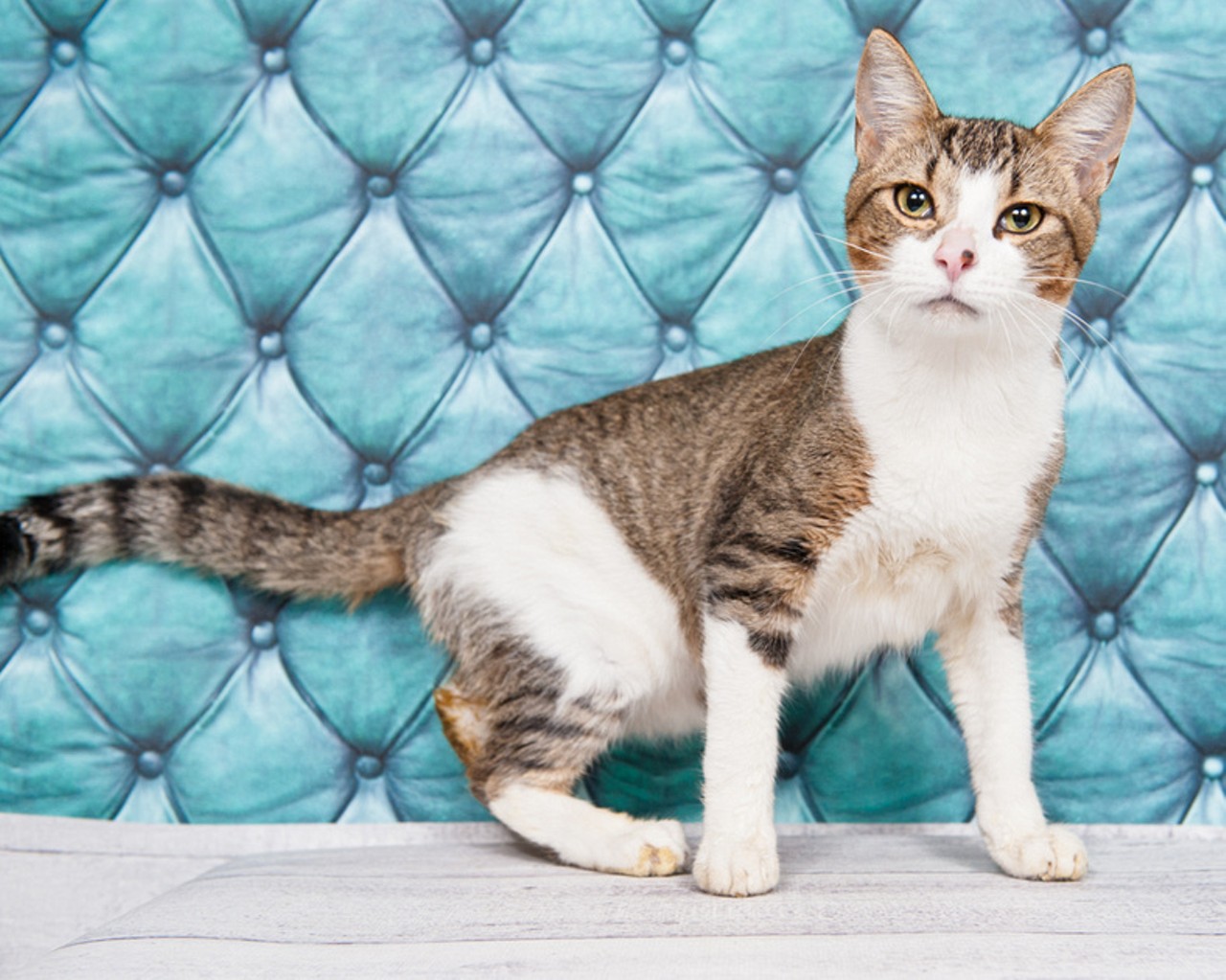 18 purrfectly adoptable cats waiting for homes at Orange County Animal Services