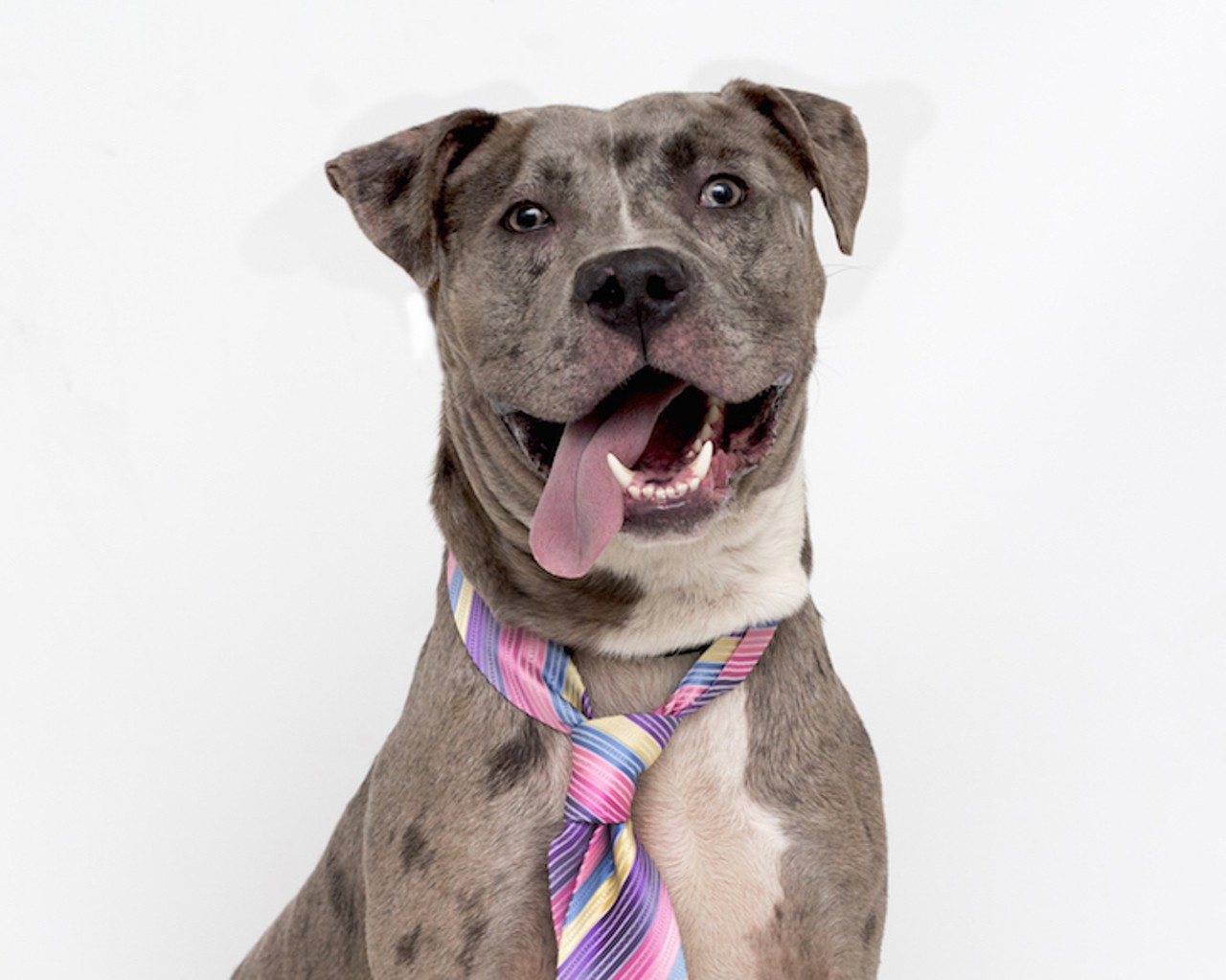 19 adoptable dogs available right now at Orange County Animal Services