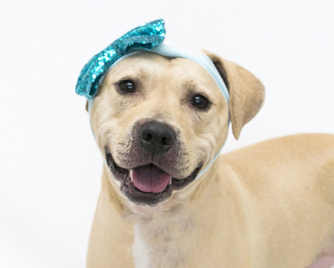 19 adoptable dogs available right now at Orange County Animal Services
