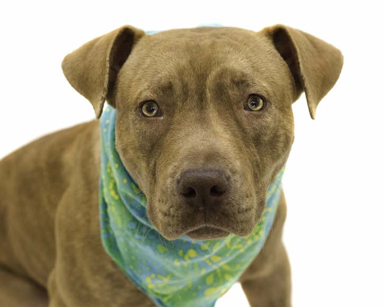 19 adoptable shelter dogs who believe in love at first sight