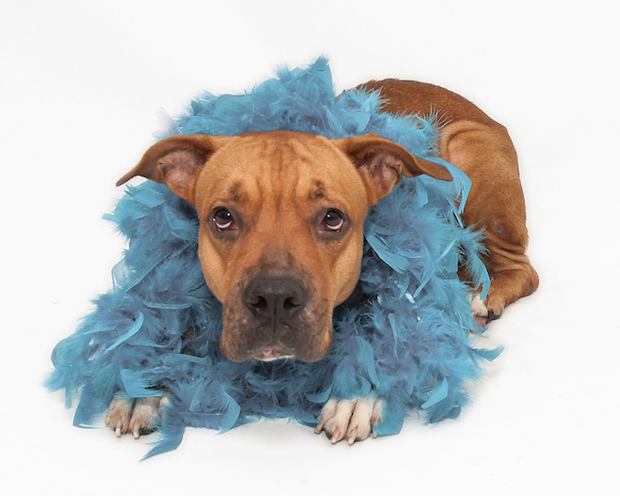 19 adorable adoptable dogs ready to go home with you for the holidays