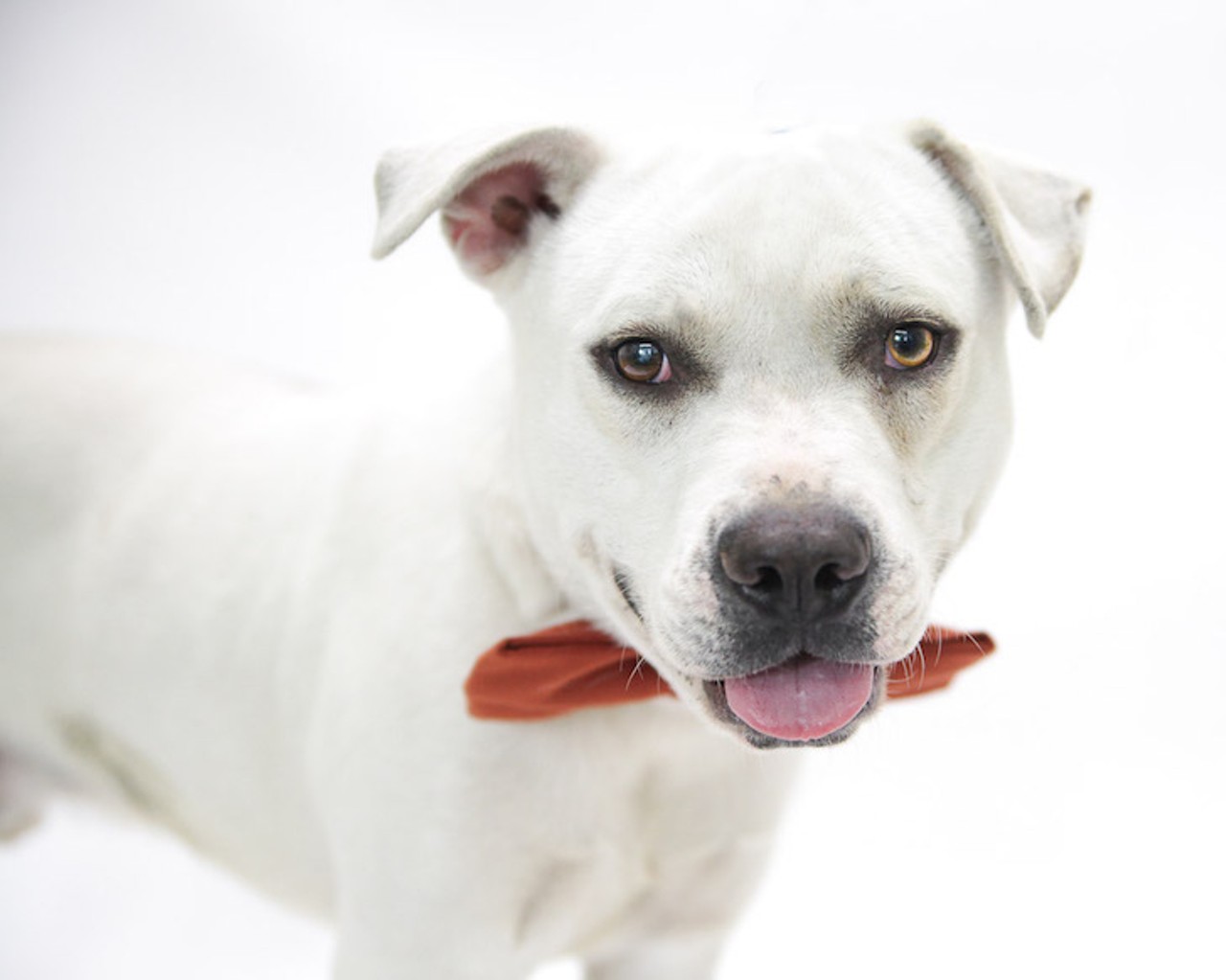 19 adorable and adoptable dogs in Orlando who need homes right now