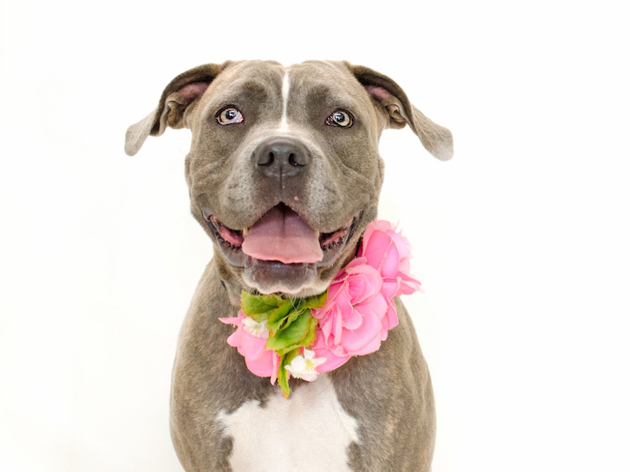 19 fun-loving shelter dogs that would be super happy to meet you