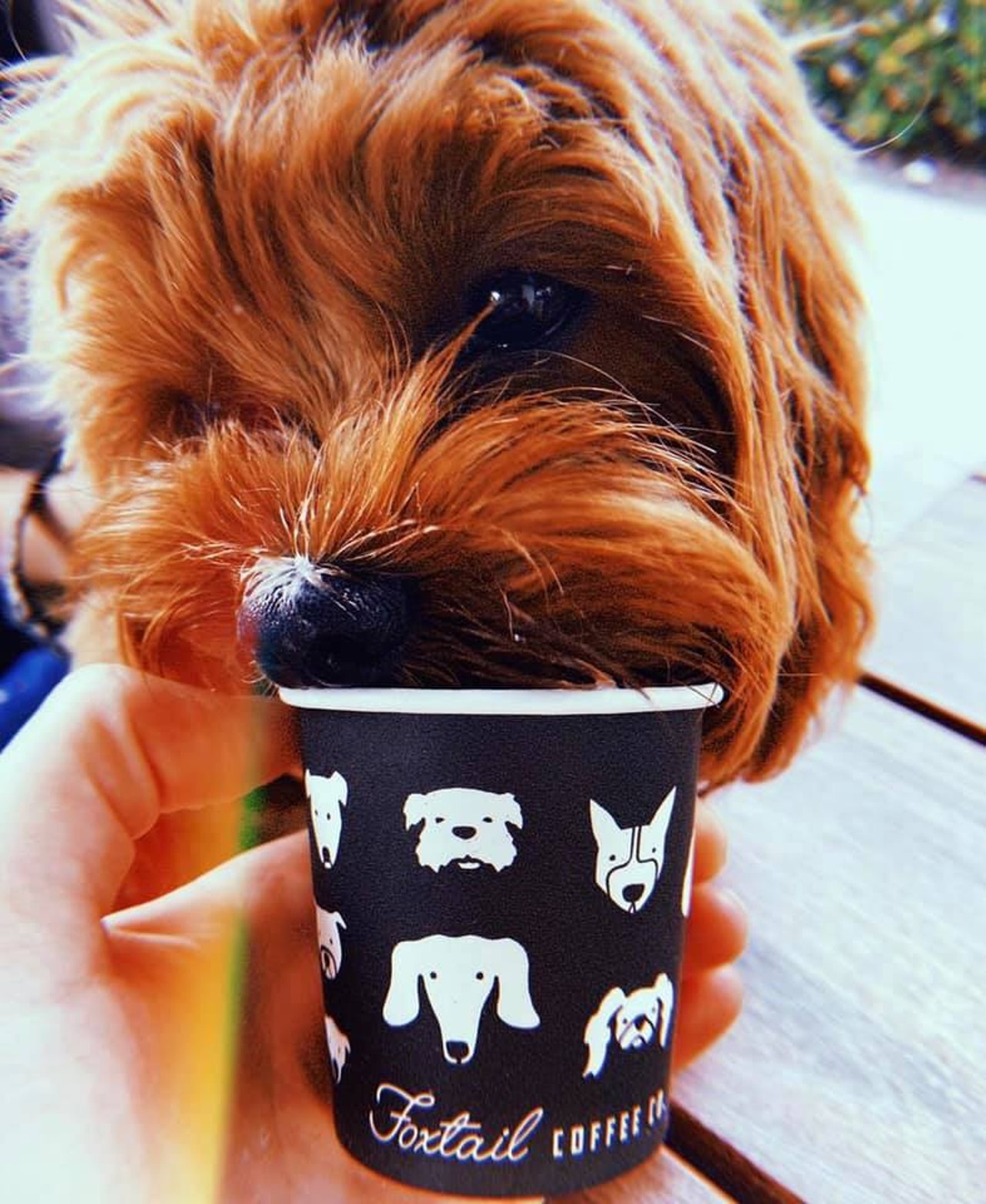 Foxtail Coffee Co 
Locations across Central Florida
Foxtail Coffee makes its product with organic, Arabica coffee and is well known in the Orlando area. Now they are offering puppaccinos at the coffee bars and you can bring your pup inside. 
Photo via Foxtail Coffee Co./Facebook