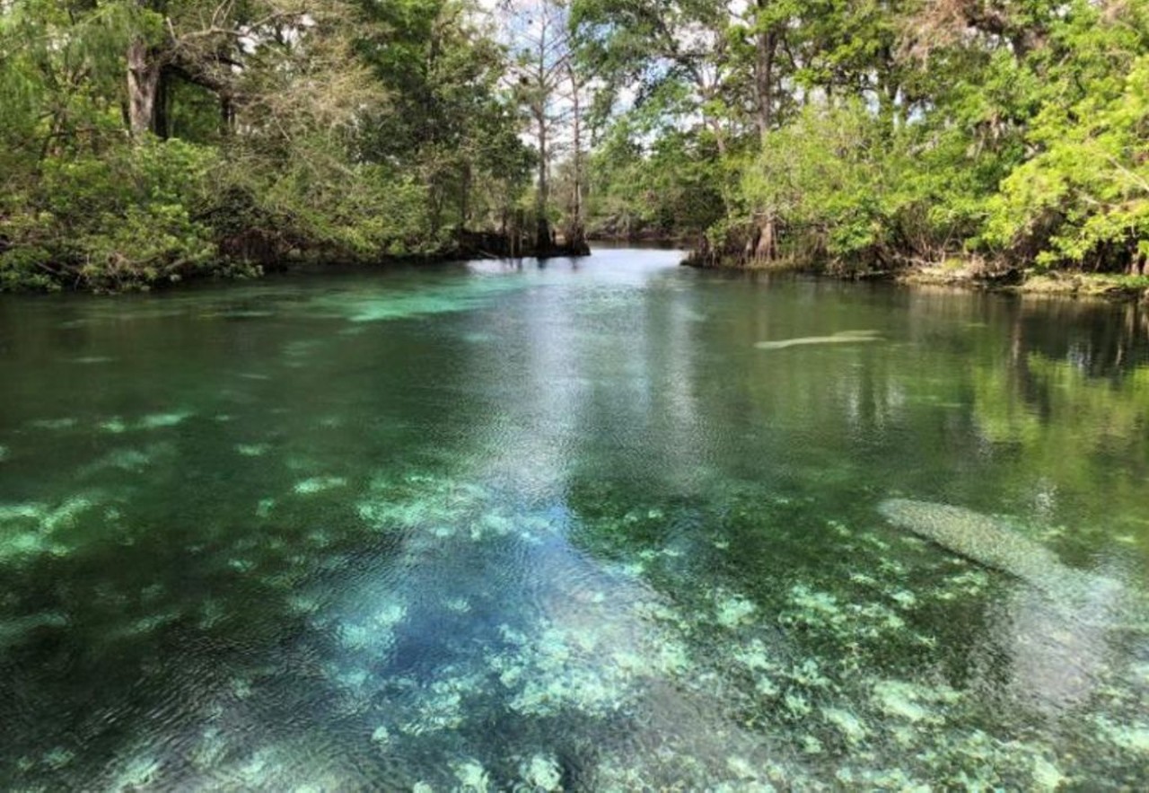 Fanning Springs State Park 
18020 N.W. Highway 19, Fanning Springs
Known for its 72 degree, blue-green water, Fanning Springs is another beautiful spring to relax in this summer.
Photo via Fanning Springs/Website