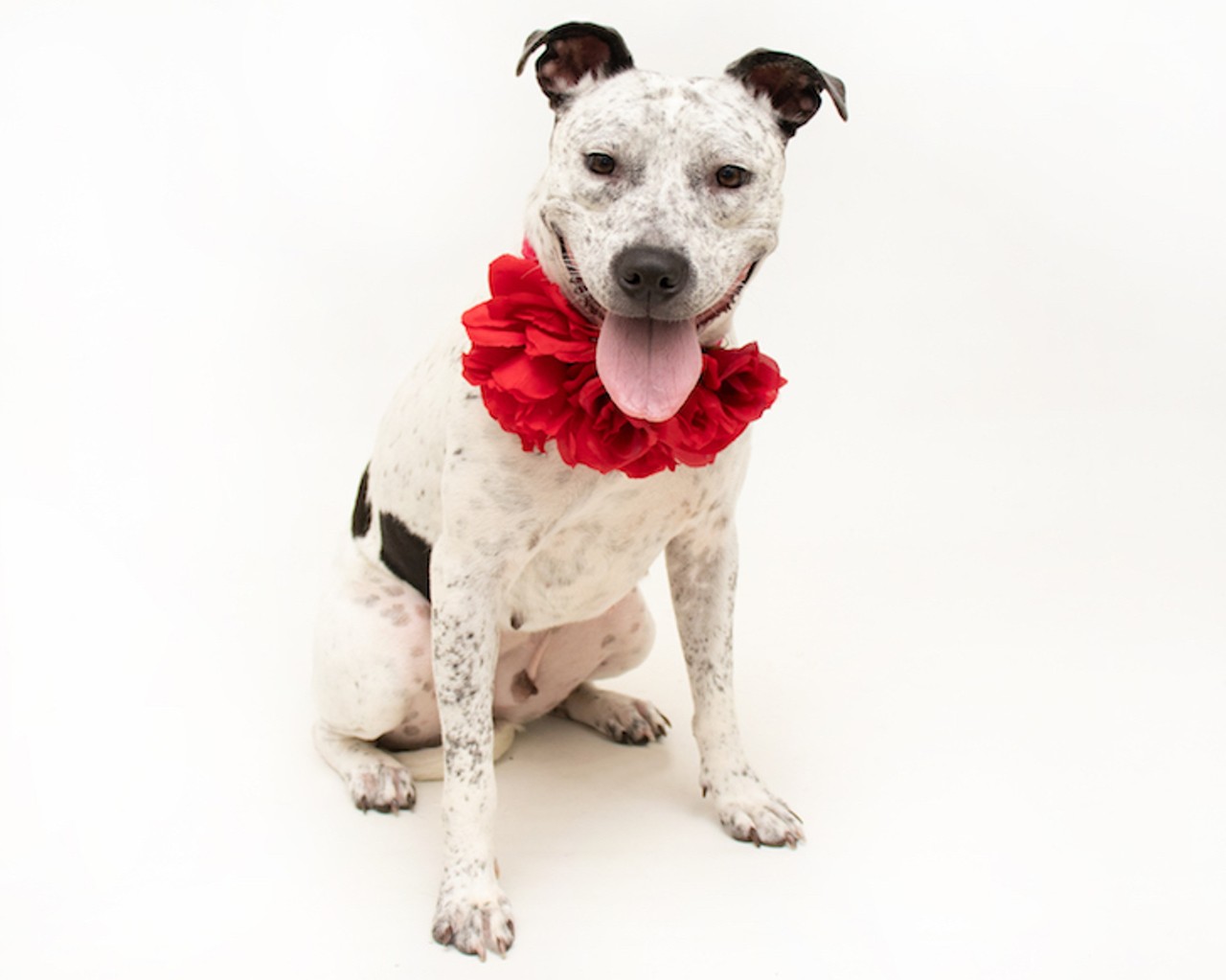 20 adoptable dogs available right now at Orange County Animal Services