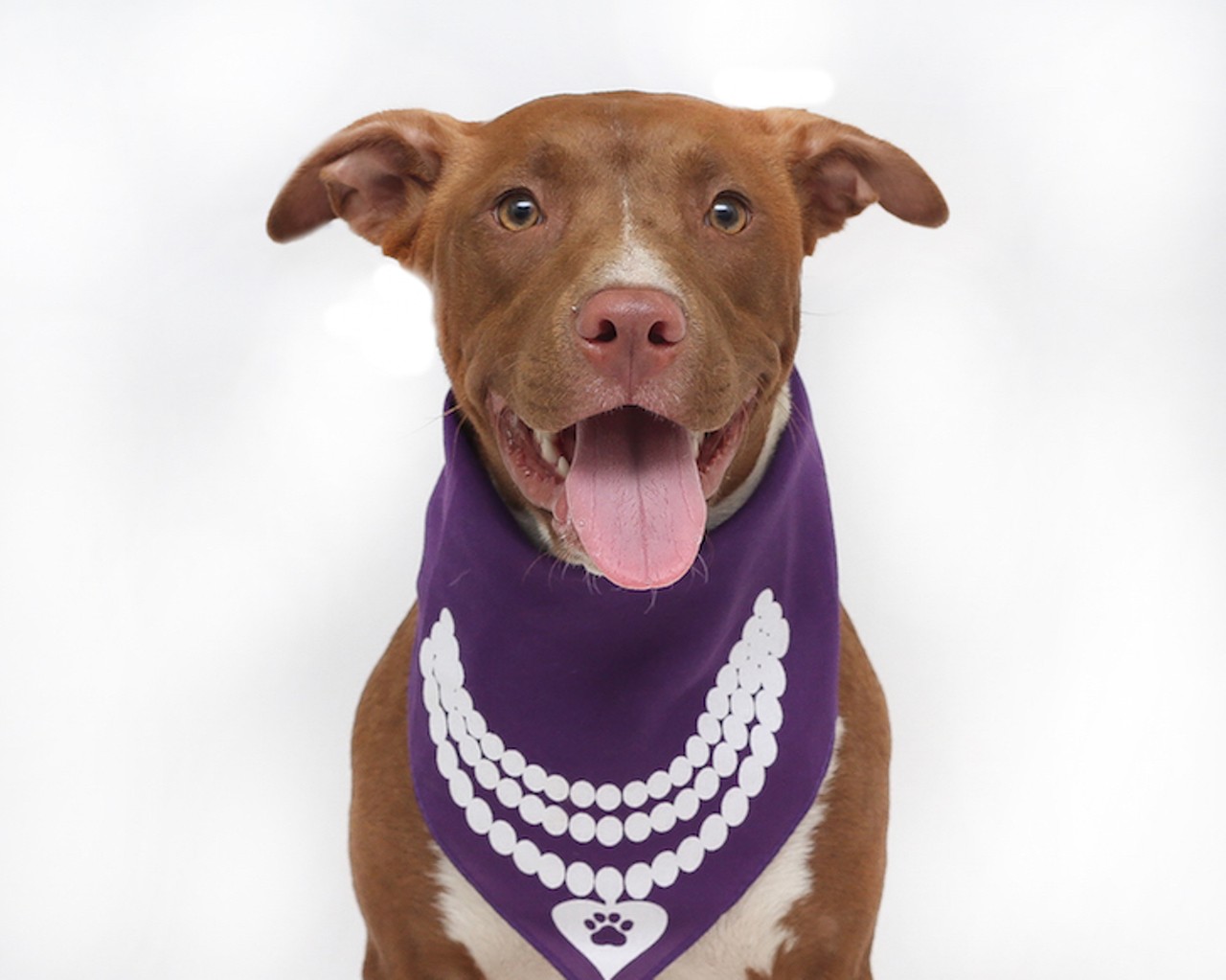 20 adoptable dogs in Orlando that are all like 'Sup?'