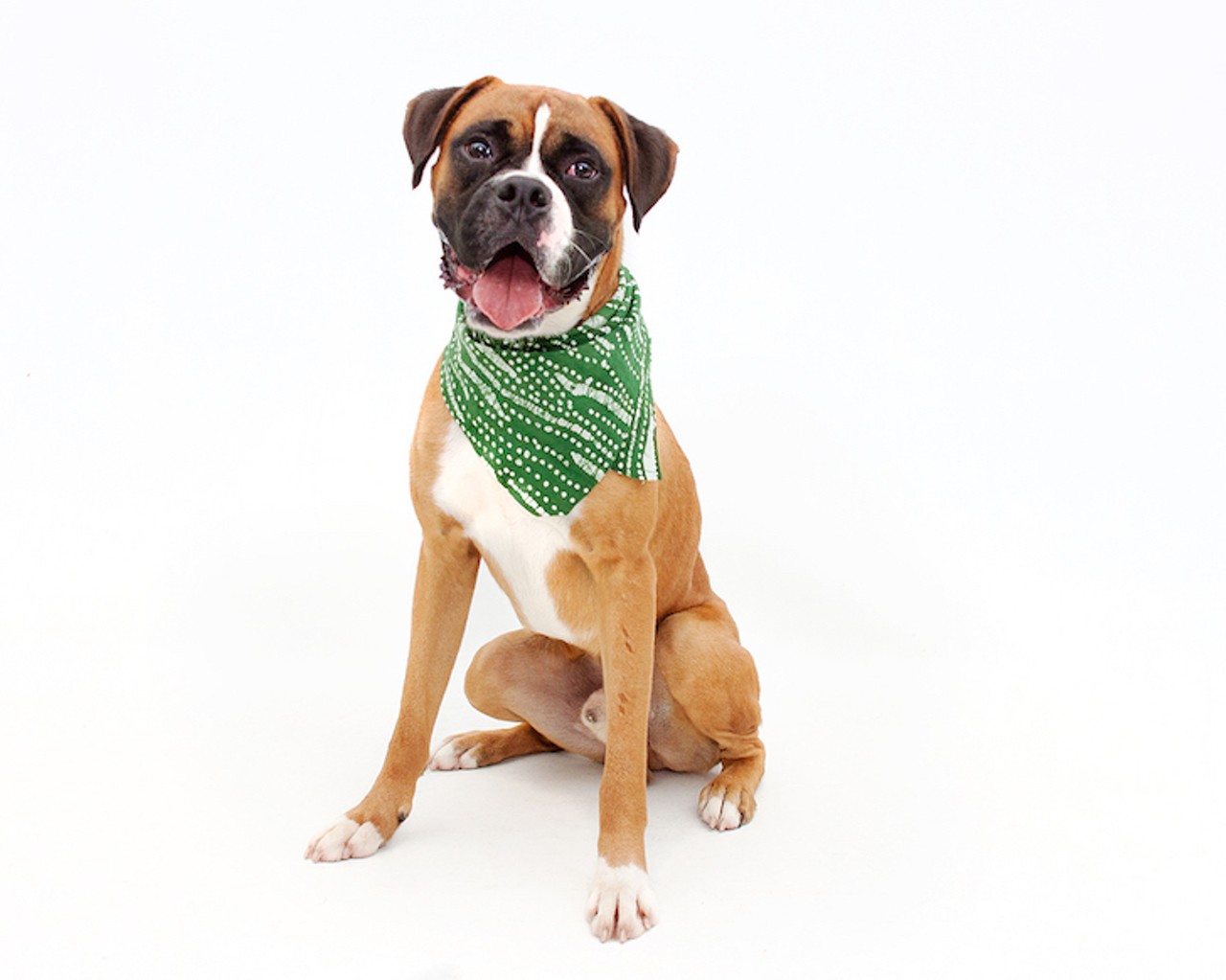 20 adoptable dogs looking for a new human right now at OCAS