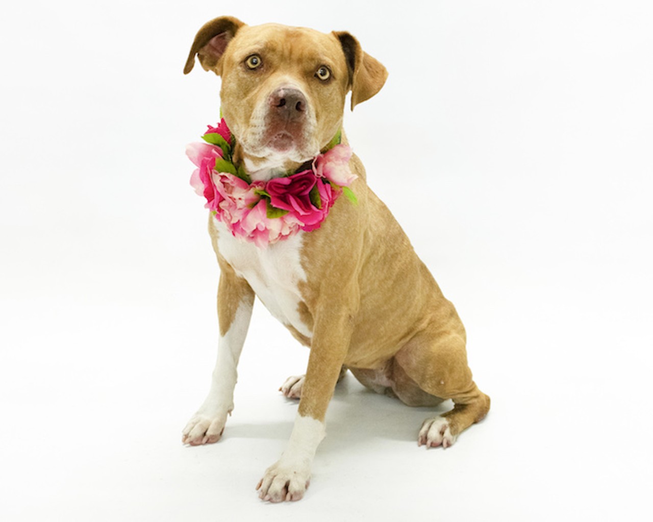 20 adoptable Orlando County dogs looking for a new sweetheart