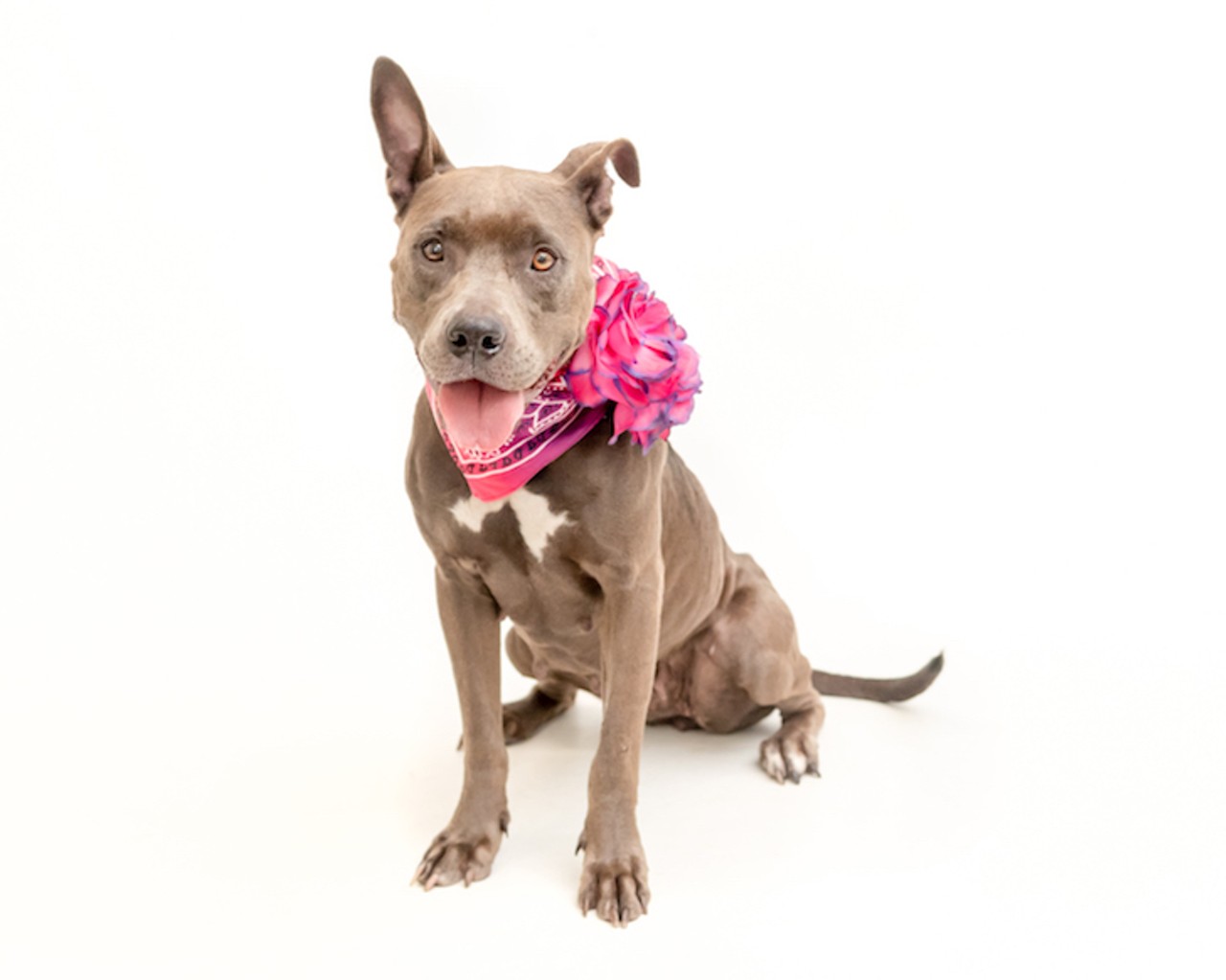 20 adoptable pups in Orange County that would love to meet you