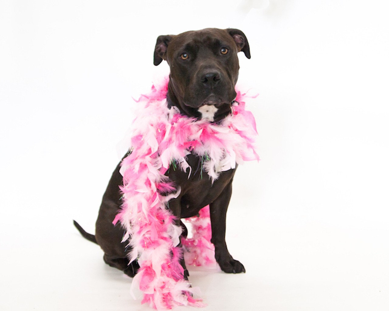 20 adoptable pups waiting to meet you at Orange County Animal Services