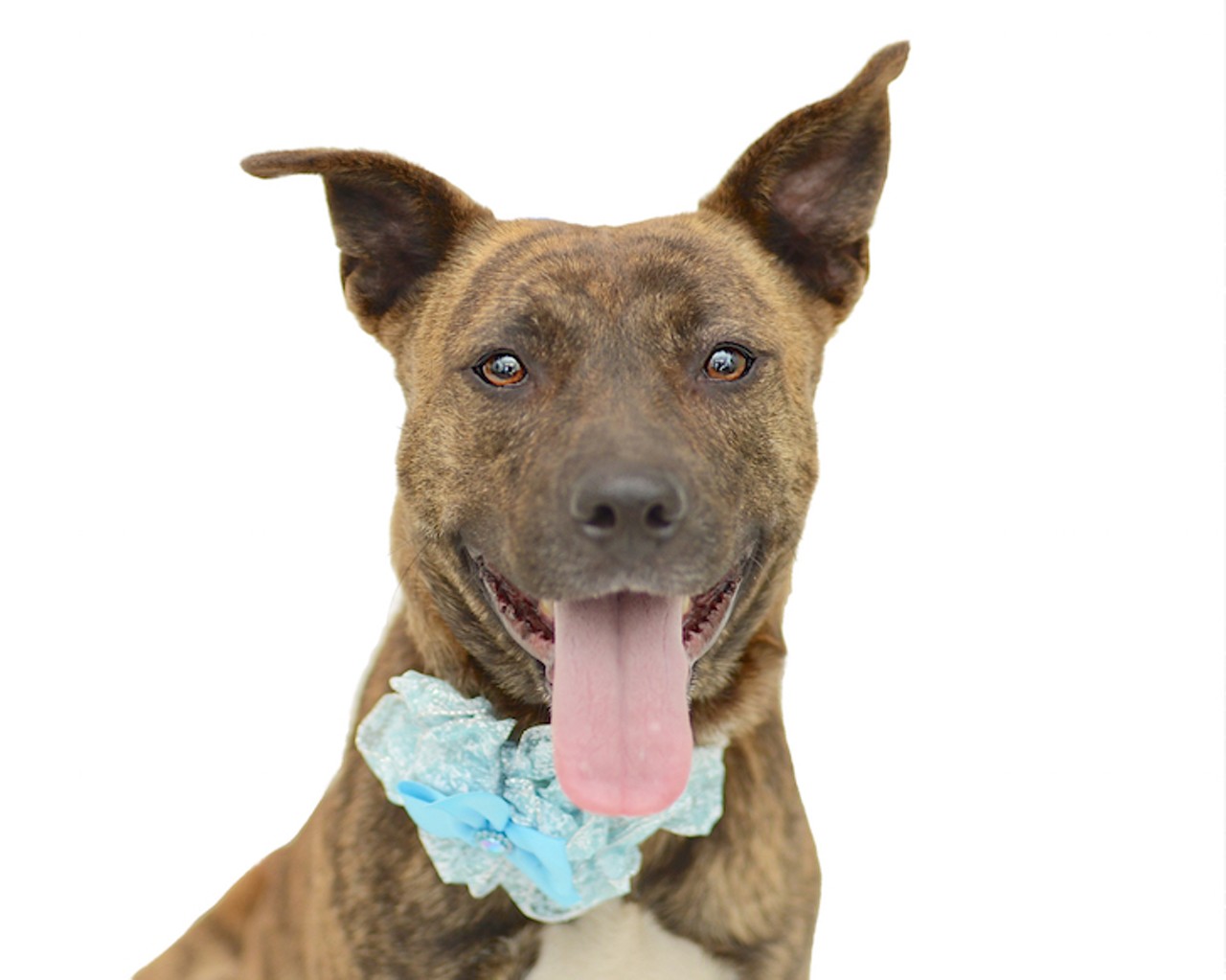 20 adorable Orlando dogs just beggin' to be adopted