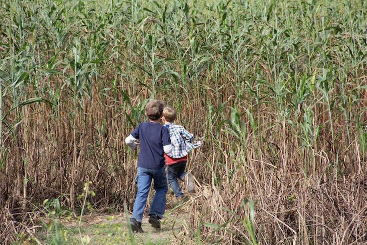 
Coon Hollo Corn Ranch
22480 U.S. 441, Micanopy, 352-591-0441
Make your way through a 3.5 acre crop maze, ride down the burlap sack slide or play pasture putt-putt at Coon Hollo Corn Ranch during weekends from Oct.6 - Nov. 9. This year the farm has added a beeline zipline to help teach kids about honey. Admission is $10 and the event runs until dusk every night. 
Photo via Coon Hollo Corn Ranch
