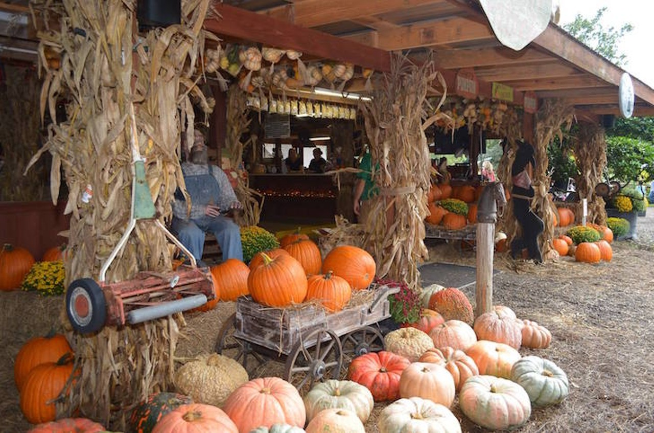 Club Lake Plantation
3403 Rock Springs Road, Apopka, 407-703-2707
Six days a week in Apopka you can test out the corn maze and scavenge the pumpkin patch for the perfect find at Club Lake Plantation. The Fall Festival takes place from Sept. 30 - Oct. 31 and also includes hayrides, train rides, access to the country store and the chance to launch a pumpkin from an air cannon. Admission is $7.75 Tuesday - Friday and $13.95 on Saturdays and Sundays. 
Photo via Club Lake Plantation/Facebook