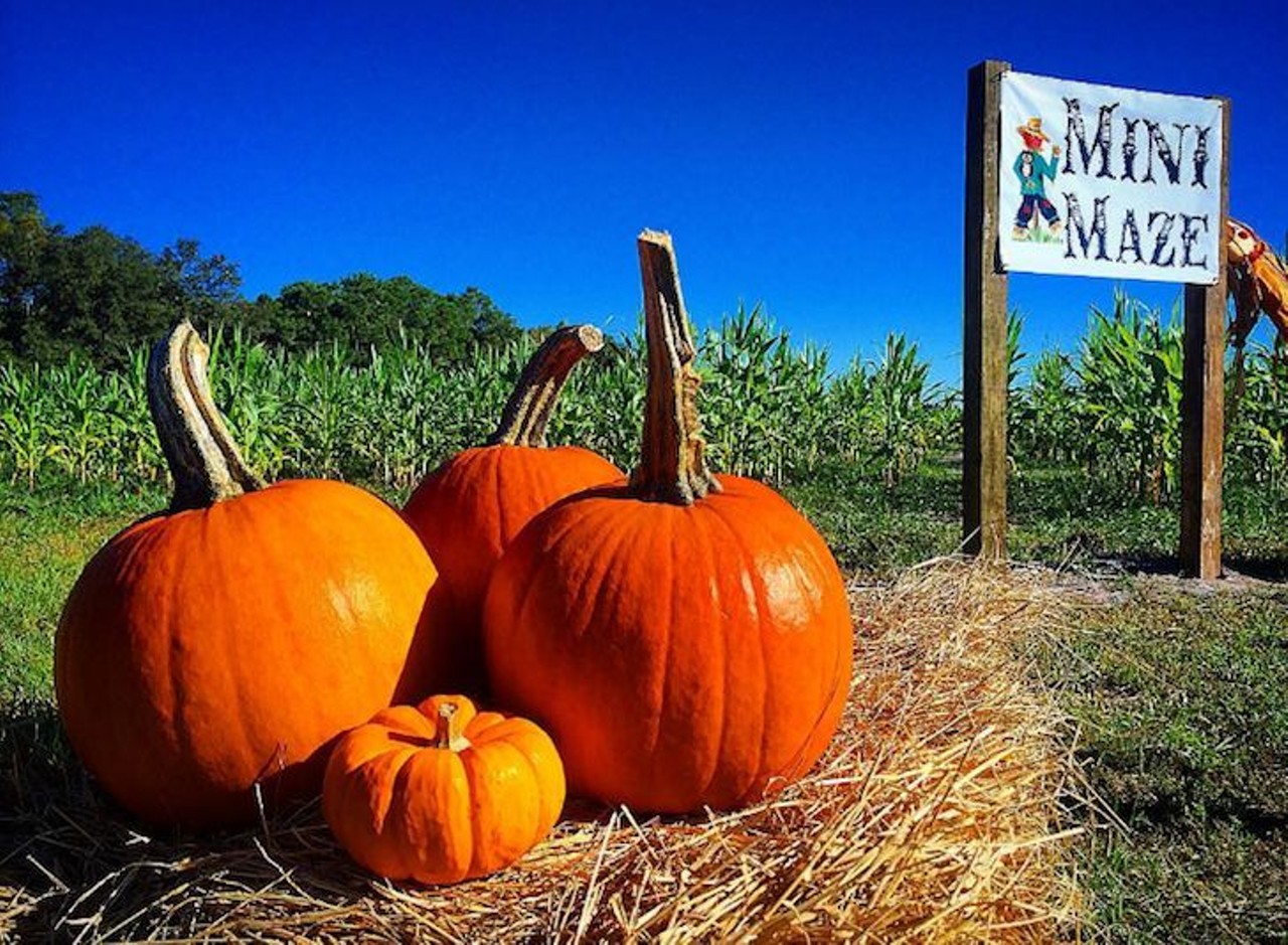 Partin Ranch Corn Maze
5601 N. Canoe Creek Road, Kenansville, 407-709-7250 
Starting Sept. 30 through all Saturdays and Sundays in October, you can try to make your way through Partin Ranch&#146;s 5-acre and mini corn mazes. From 10 a.m. - 5 p.m. attendees will also get to enjoy hayrides, the kiddie zip line, corn box, games, and various play areas. Admission is $10 for those 13 and up, $8 for kids 3-12 and free for children 2 and younger. 
Photo via brandonking1983/Instagram