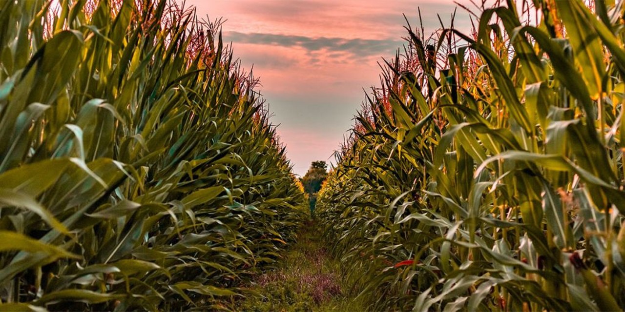 Corn Maze Orlando  
15239 Lake Pickett Road, 407-929-0970
The corn maze and pumpkin patch opens on October 8 with hours from 11 a.m. to 6 p.m.  Prices for the maze and park range from $10 to $15 depending on age.
Photo via Corn Maze Orlando