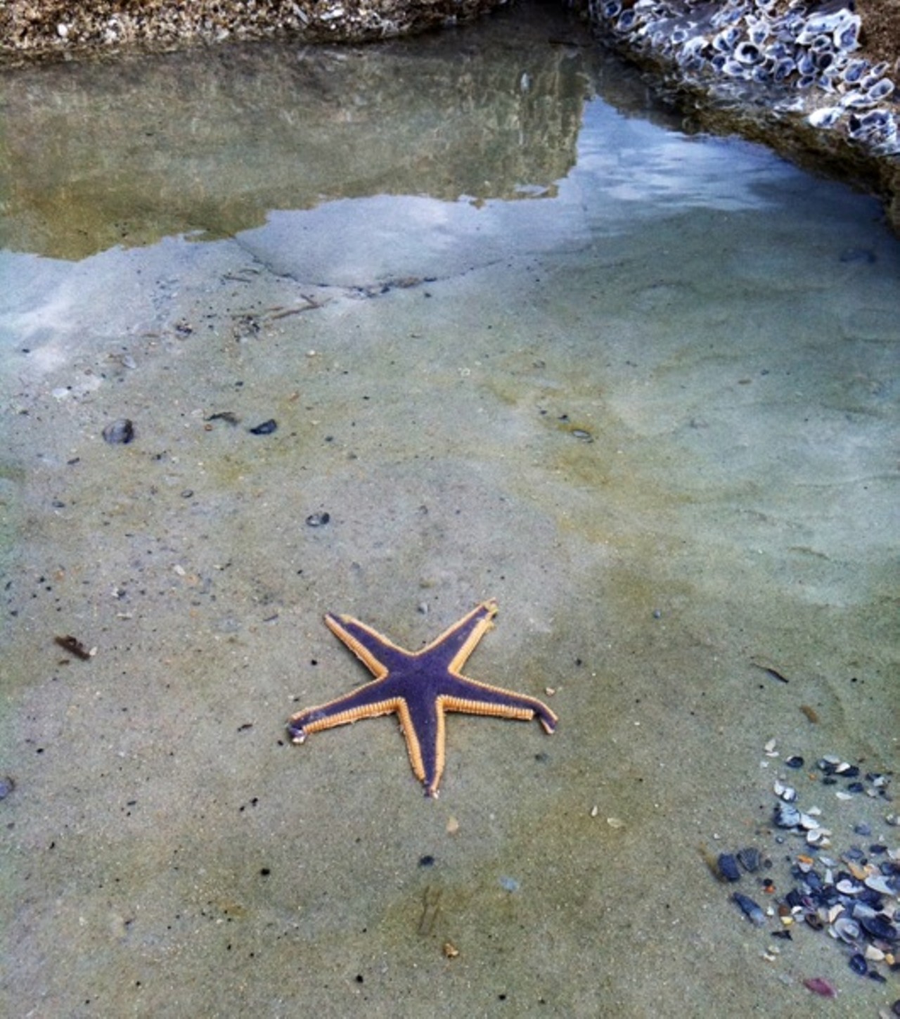 Finding starfish at St. Augustine