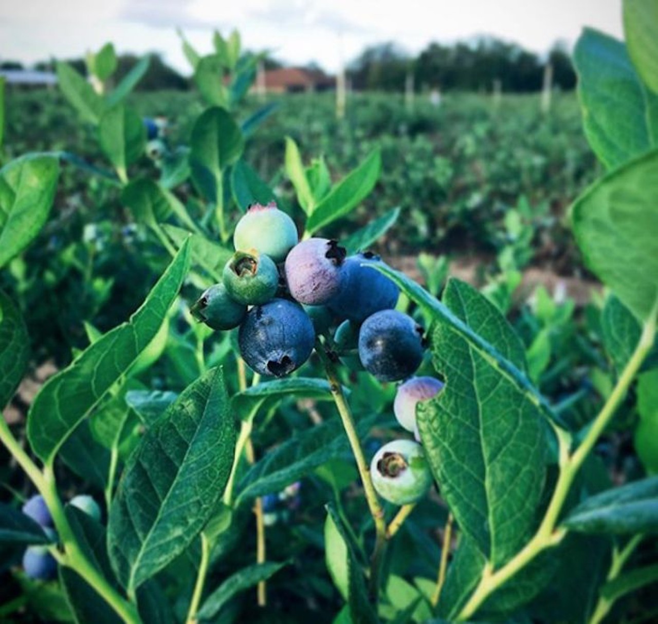 Meadors Blueberry Farm
3685 Orlando Ave., Mims, 407-383-6639
You&#146;ll want to come early and call ahead. This blueberry farm is opened at 8 a.m. and may close early depending on how many ripe berries they have ready to be picked. It&#146;s $3.50 per pound, so you'll want to get to pickin.
Distance from Orlando: 53 minutes
Photo via seeds_of_the_city/Instagram
