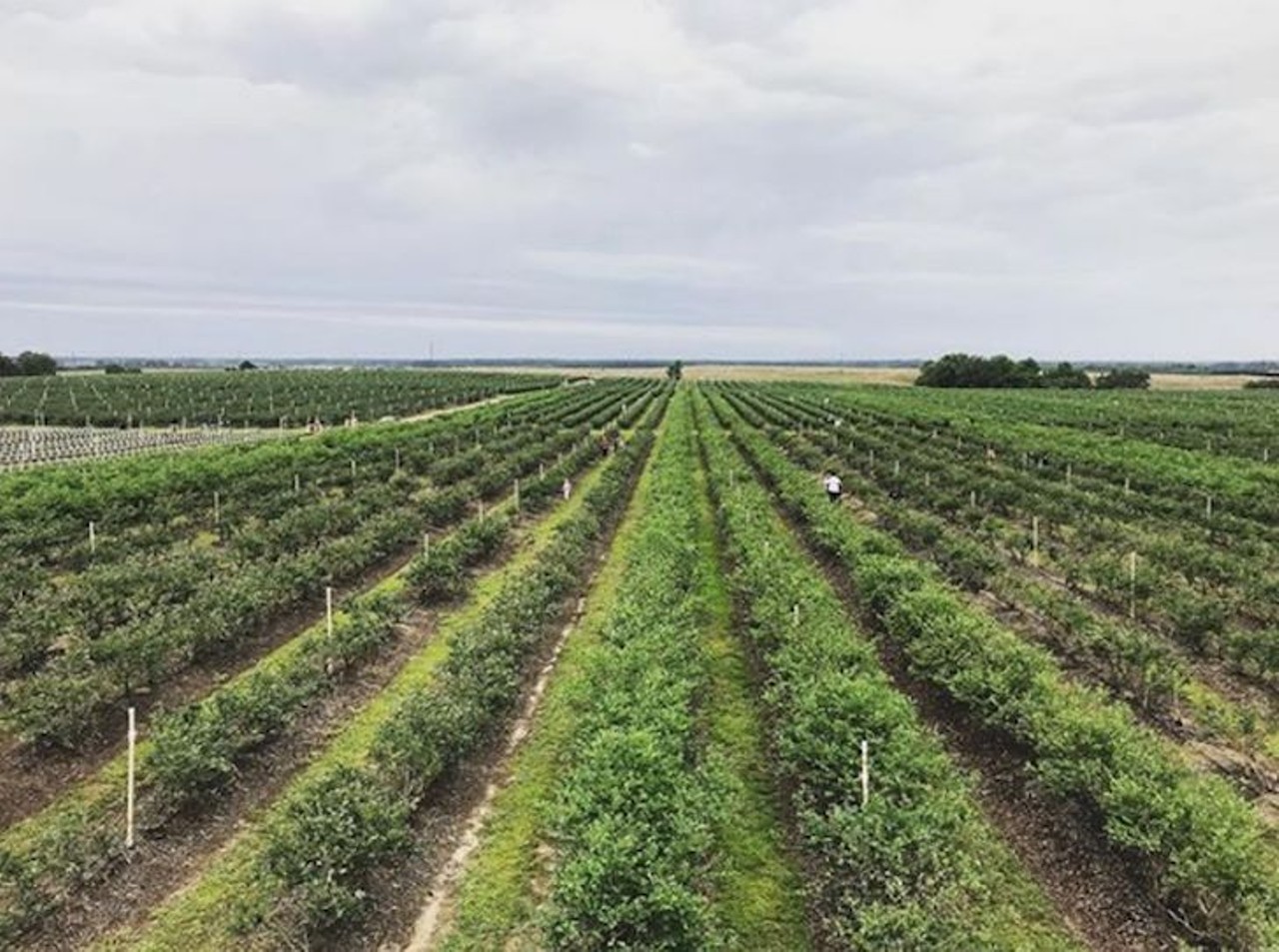 Southern Hill Farms
16651 Schofield Rd., Clermont, 407-986-5806
Days are varying but the time remains the same, from 9 a.m. to 4 p.m., you can stop by and pick 10 different varieties of blueberries for $4 per pound on 40-acres of blueberry land.
Distance from Orlando: 28 minutes
Photo via courtneymouse/Instagram
