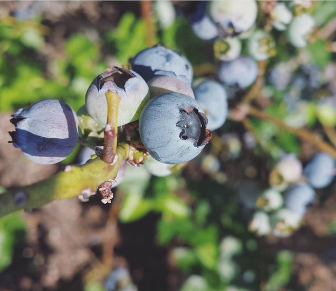 B&G Rucks U-Pick Blueberries
1031 Oak Shore Dr., Saint Cloud, 407-928-1261
You&#146;ll have to keep your eyes peeled for this one. Days and time varying and social media is your best bet for updates, but one thing is for sure, it&#146;s $3.50 per pound. 
Distance from Orlando: 38 minutes
Photo via mariebyerly/Instagram