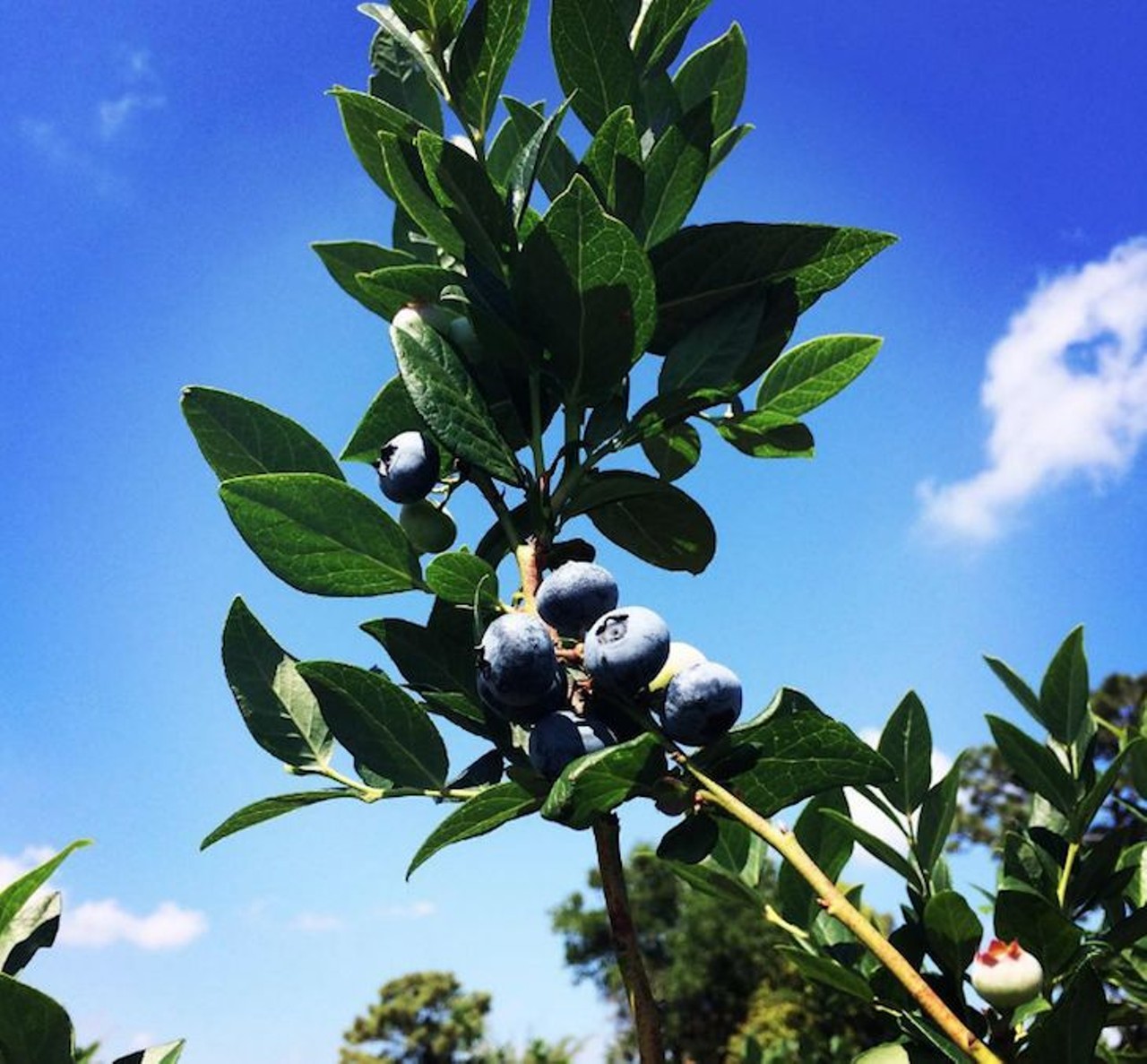 A Patch of Blue
2316 Carrington Dr., 321-438-0820
You&#146;ll want to stay up-to-date on this urban farm by following their social media for the days and times they are open for u-pick season. Check out their blueberries marked at $5 per pound.
Distance from Orlando: 17 minutes
Photo via A Patch of Blue/Instagram