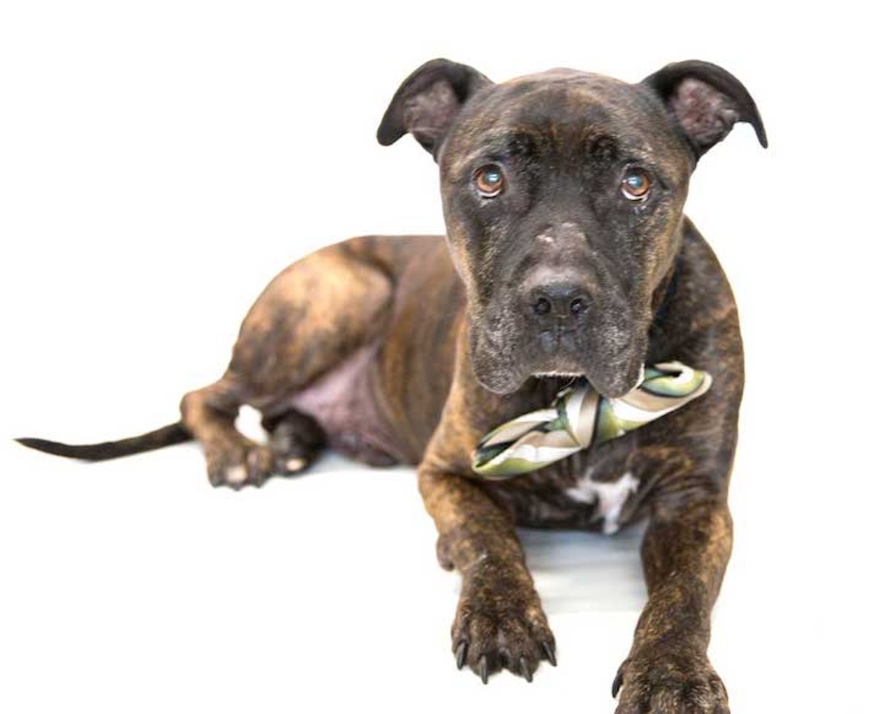 21 adoptable dogs available right now at Orange County Animal Services