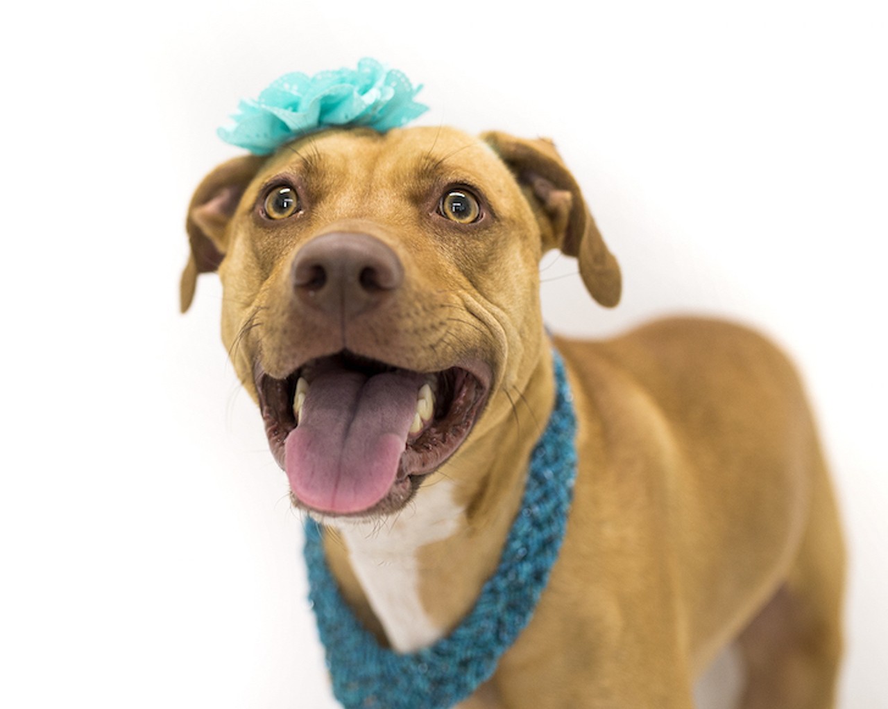 21 adoptable dogs in Orlando looking for forever homes
