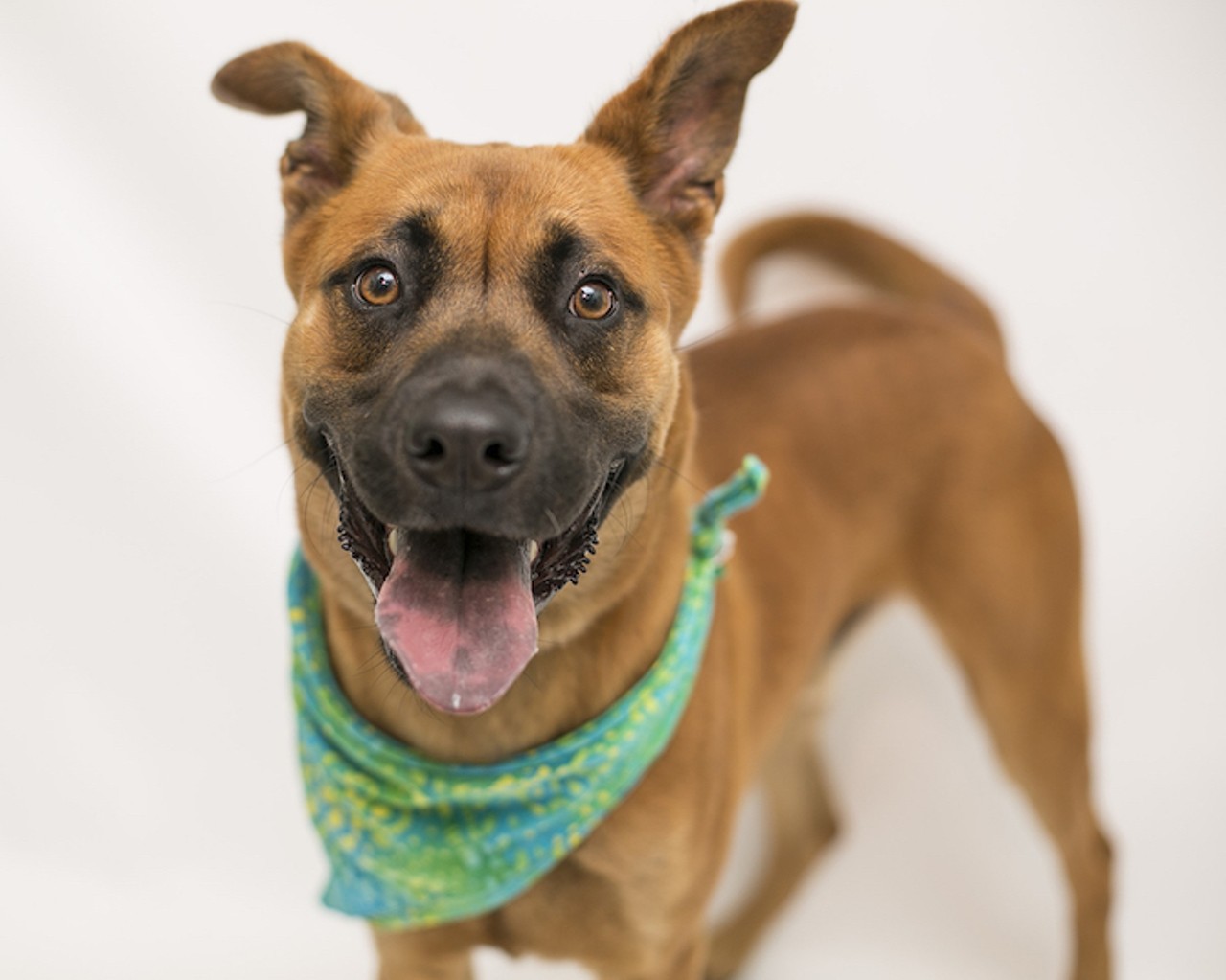 21 adoptable dogs in Orlando looking for forever homes