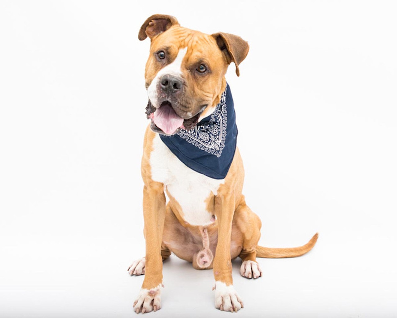 21 adoptable dogs in Orlando who need homes now