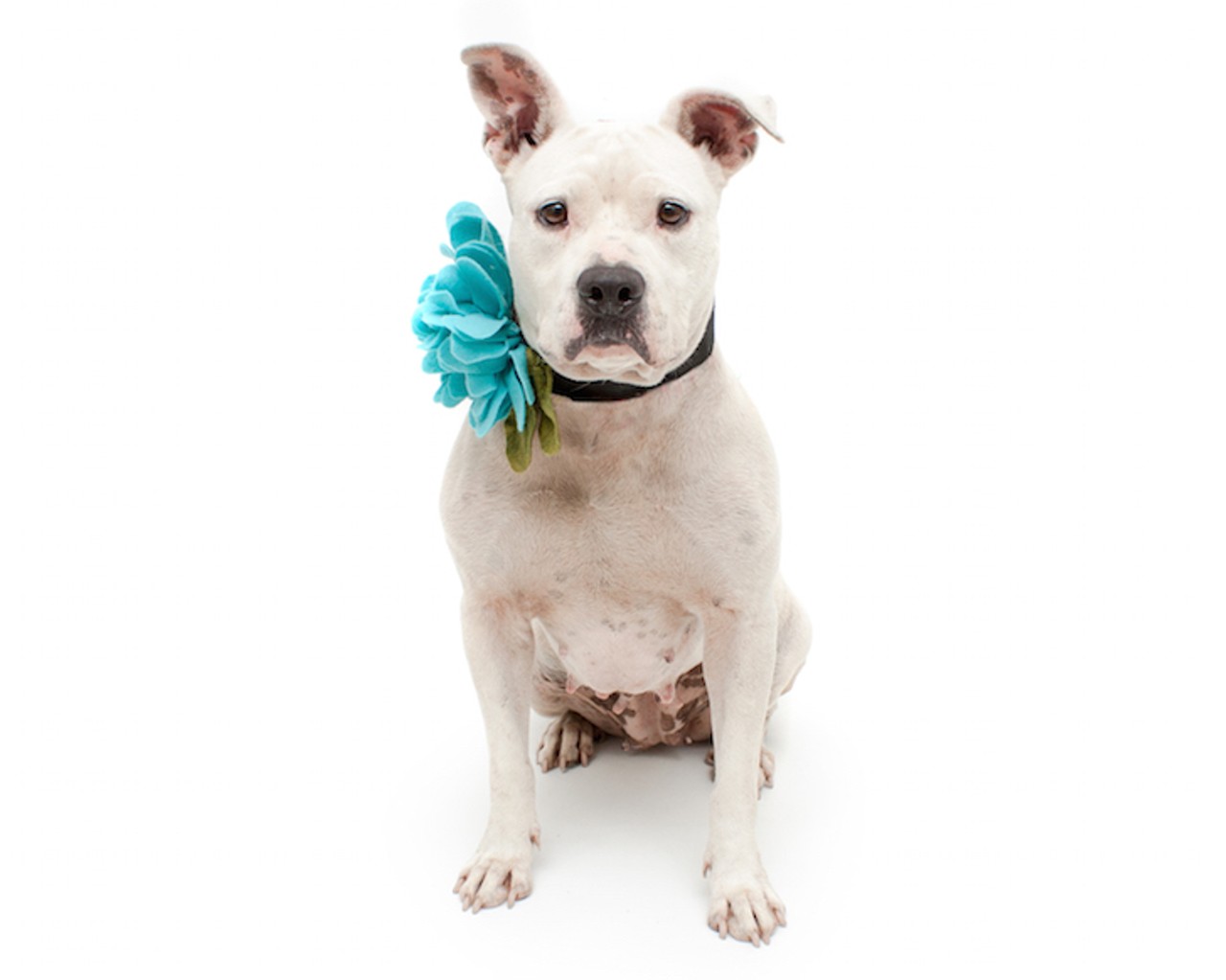 21 adoptable dogs ready to meet you at Orange County Animal Services