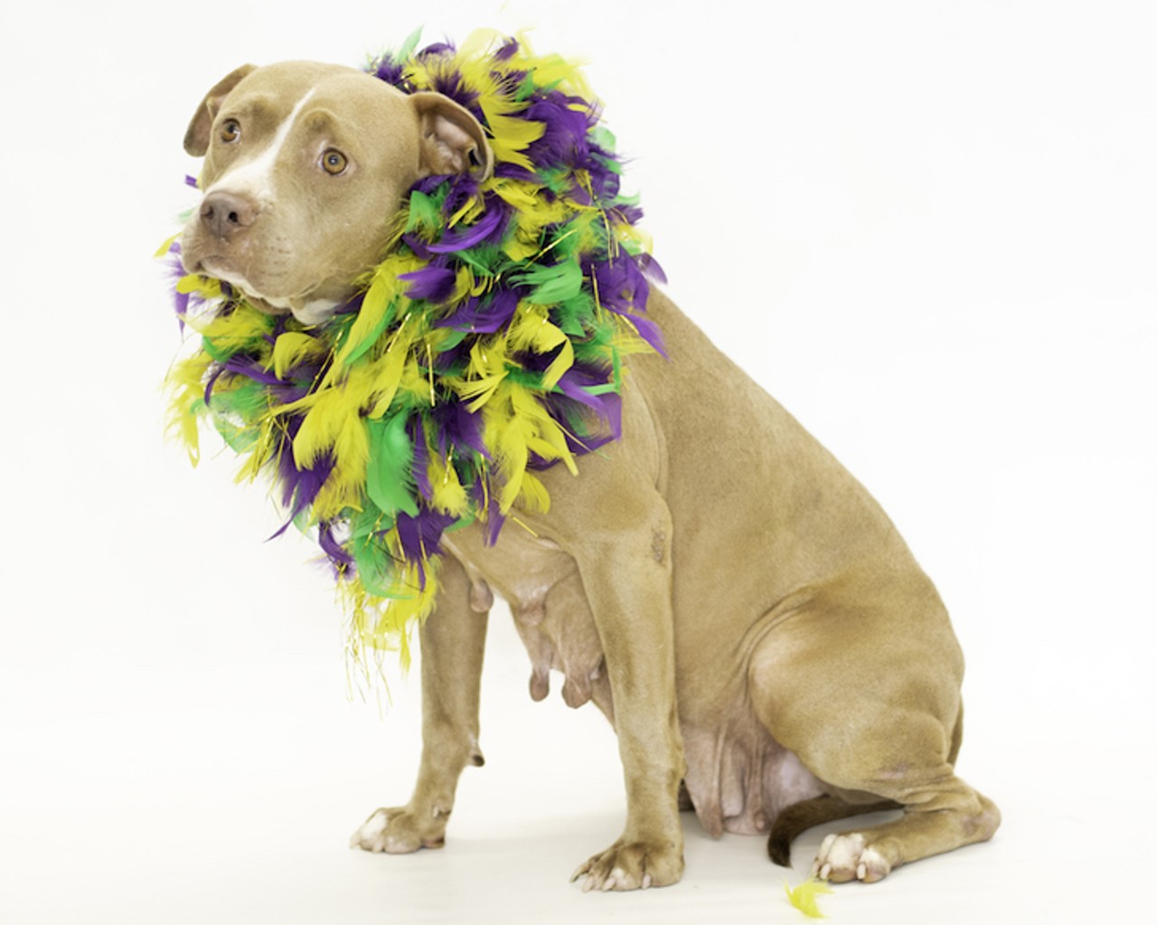 21 adoptable dogs who would love to dress up with you this Halloween