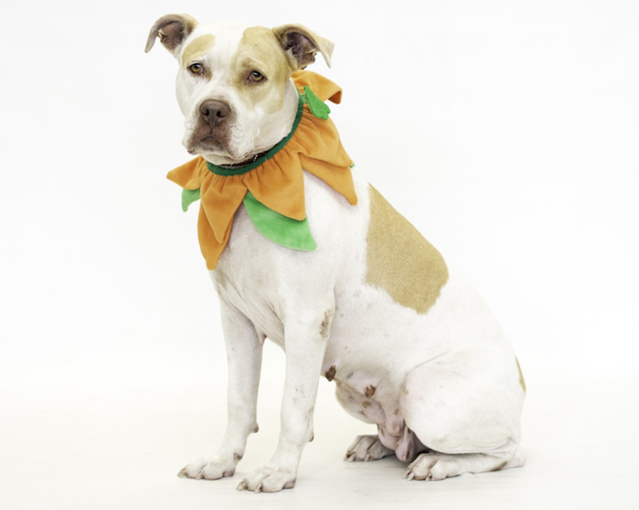 21 adoptable dogs who would love to dress up with you this Halloween