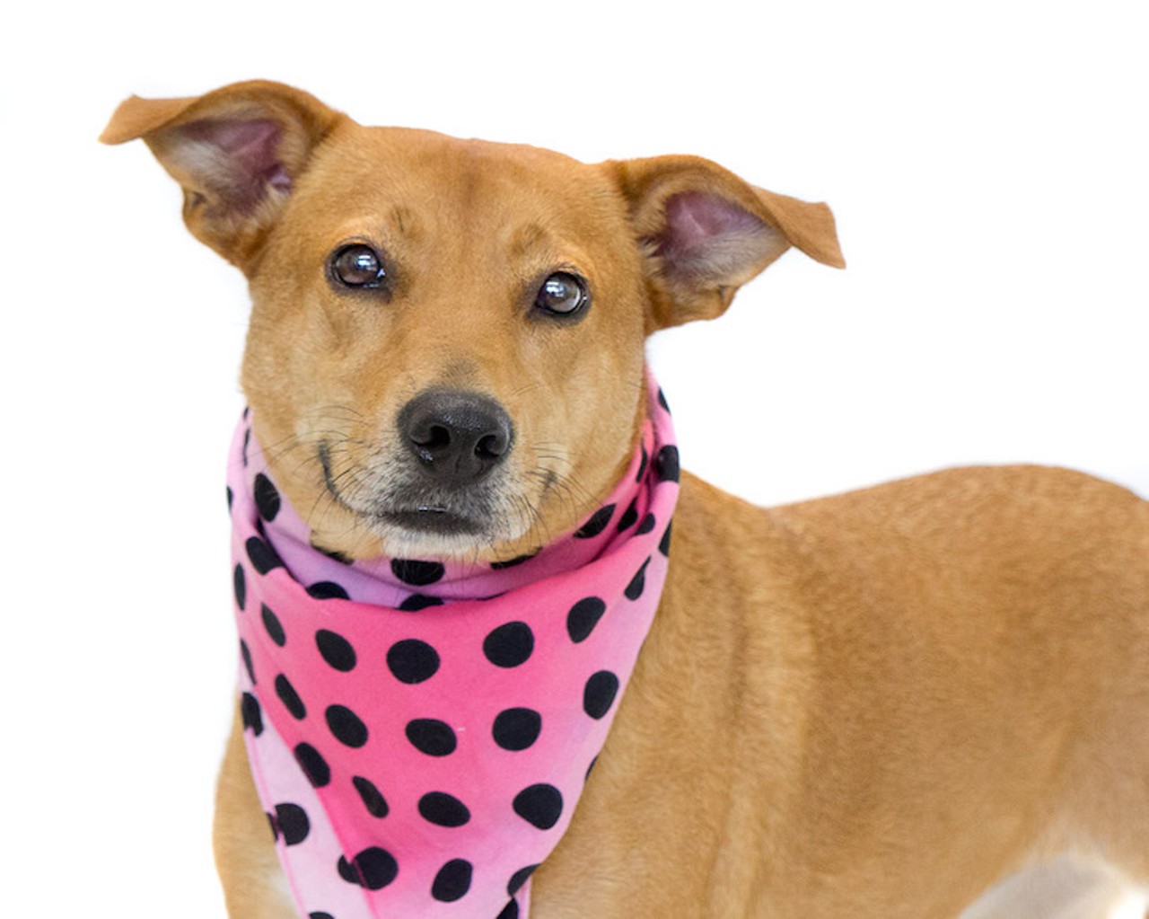 21 adoptable pooches looking for a new home right now
