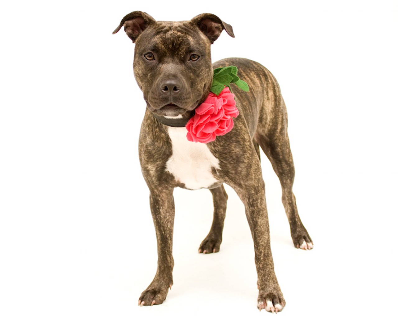 21 adorable dogs up for adoption right now at Orange County Animal Services