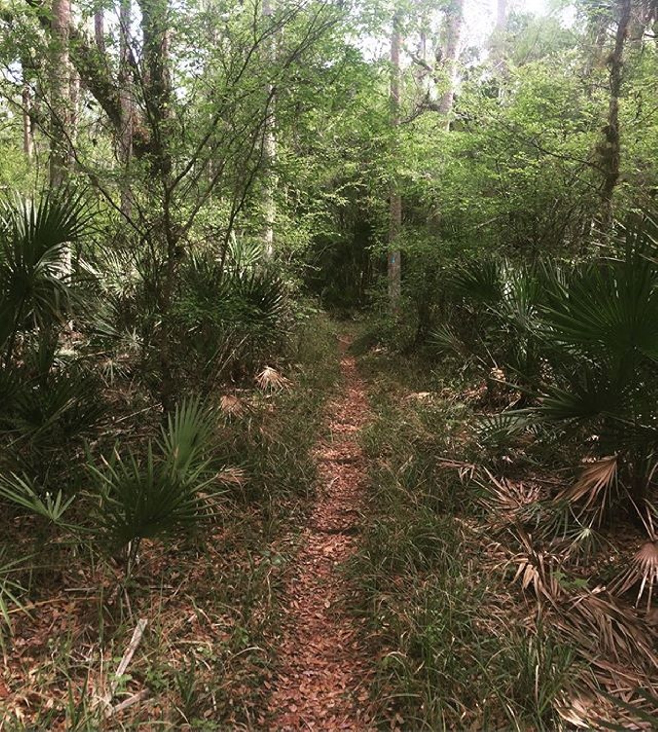 Take a scenic walk along the Tosohatchee Reserve on the Florida Trail
3365 Taylor Creek Road, Christmas
Crossing the 28,000-acre Tosohatchee Reserve, this 10-mile trail allows hikers - and even dogs - to walk through one of Florida&#146;s oldest slash pine forests. The sights you and your date will see can&#146;t be compared.
Photo via davygetbye/Instagram