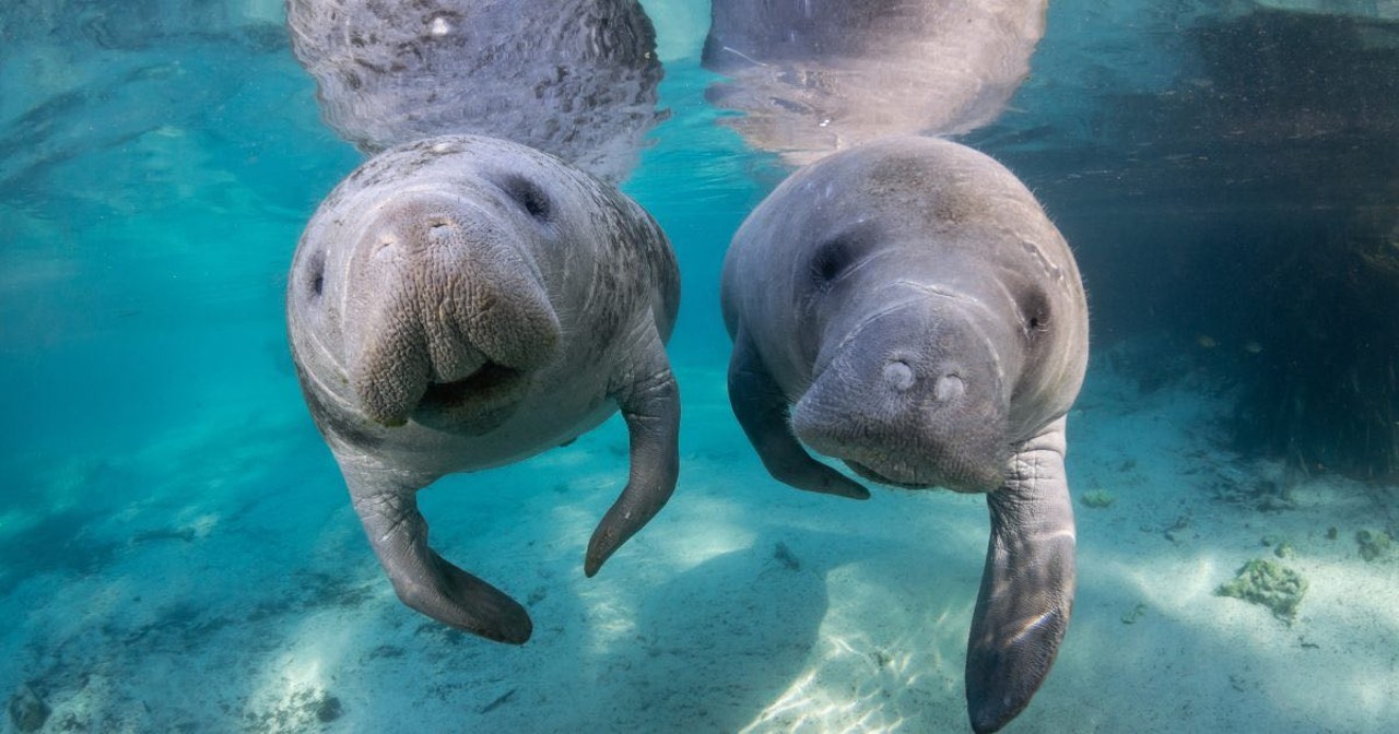 Crystal River
3 hours from Orlando
Crystal River is home to one of the best spots on Florida's coast to see and swim with manatees. It's also home to the Crystal River Wildlife Refuge, dedicated to the protection and conservation of the area's manatee populations.