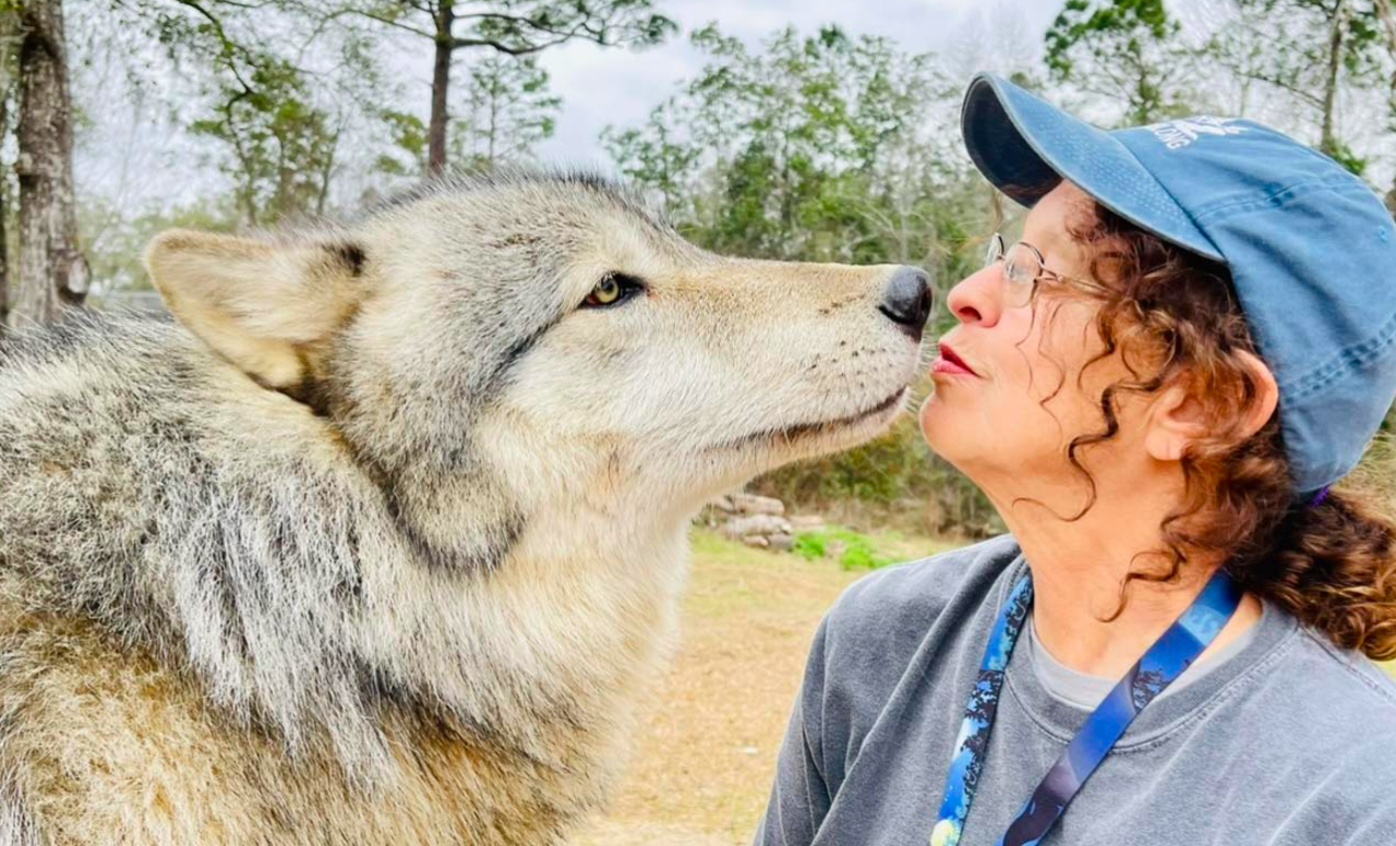 Seacrest Wolf Preserve
5 hours and 30 minutes from Orlando
Experience the "call of the wild" with the wolves at Seacrest Wolf Preserve. This rare experience allows its guests to get up close and personal with the wolves on site, as it aims to preserve wild populations through education and exposure.