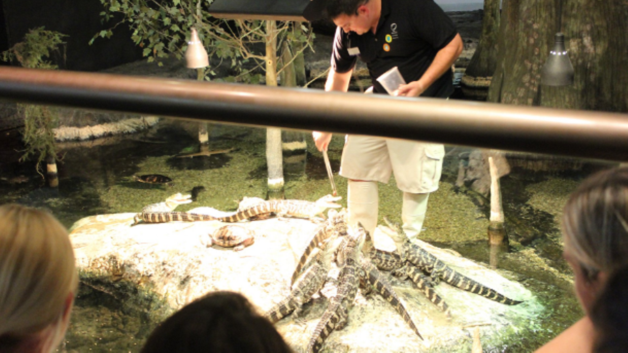 Check out the free alligator exhibit at Orlando Science Center
777 E. Princeton Street, Orlando, 407-514-2000
The Orlando Science Center&#146;s NatureWorks exhibit in the first floor is free, and during a hot summer day, there&#146;s not much that can beat free alligator watching in an air-conditioned room. And if you&#146;re a Bank of America cardholder, you get free admission for the whole Orlando Science Center on the first weekend of every month. 
Photo via Orlando Science Center