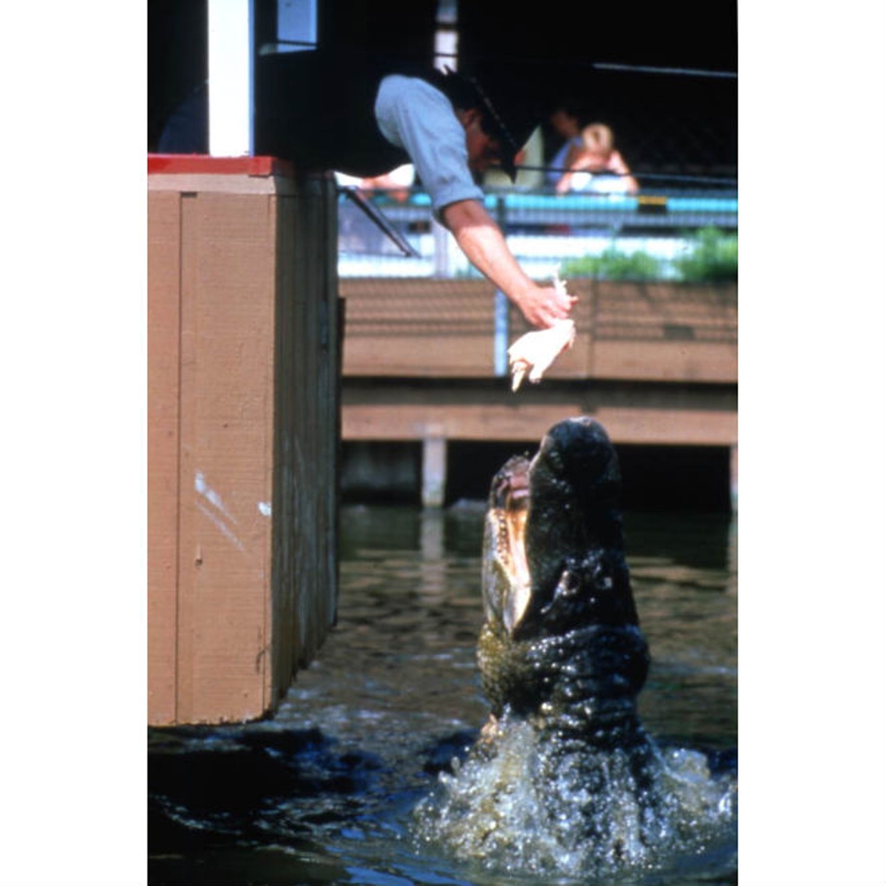 Employee feeding an alligator.State Archives of Florida, Florida Memory