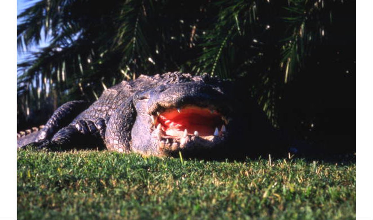 Close-up view of an alligator.State Archives of Florida, Florida Memory