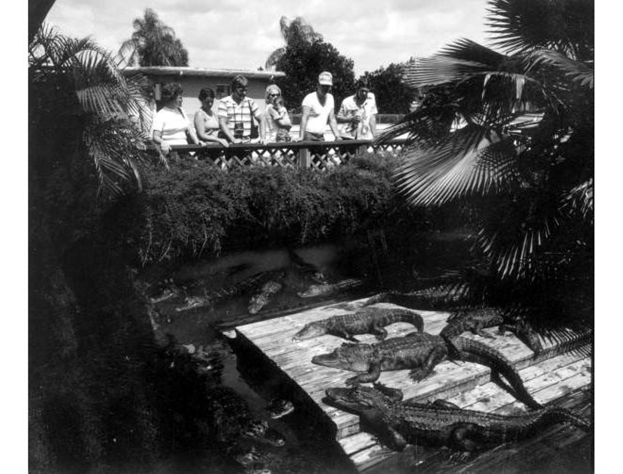 Tourists observing alligators at the Gatorland.State Archives of Florida, Florida Memory