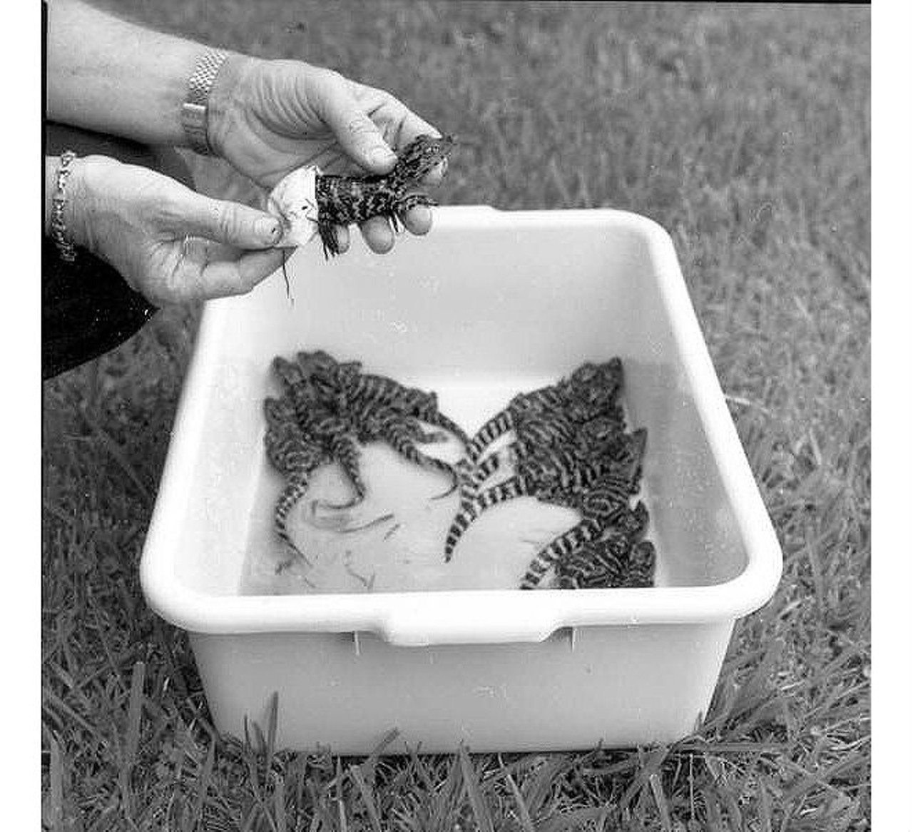 Baby alligators.State Archives of Florida, Florida Memory