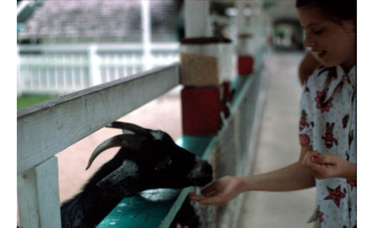 Girl feeds the goat at Gatorland.State Archives of Florida, Florida Memory