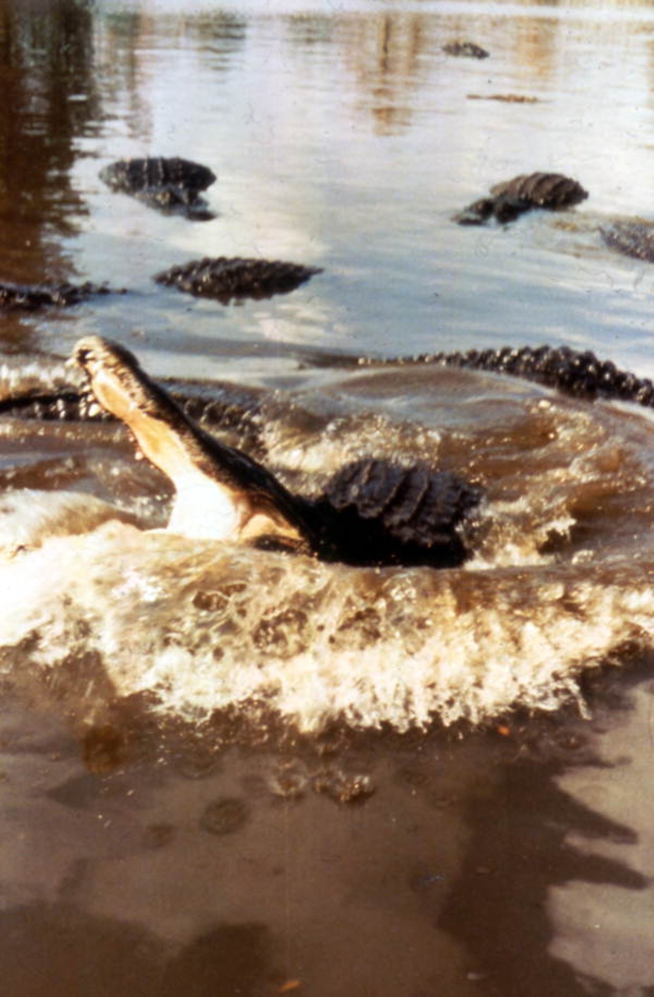 Alligators at Gatorland. State Archives of Florida, Florida Memory