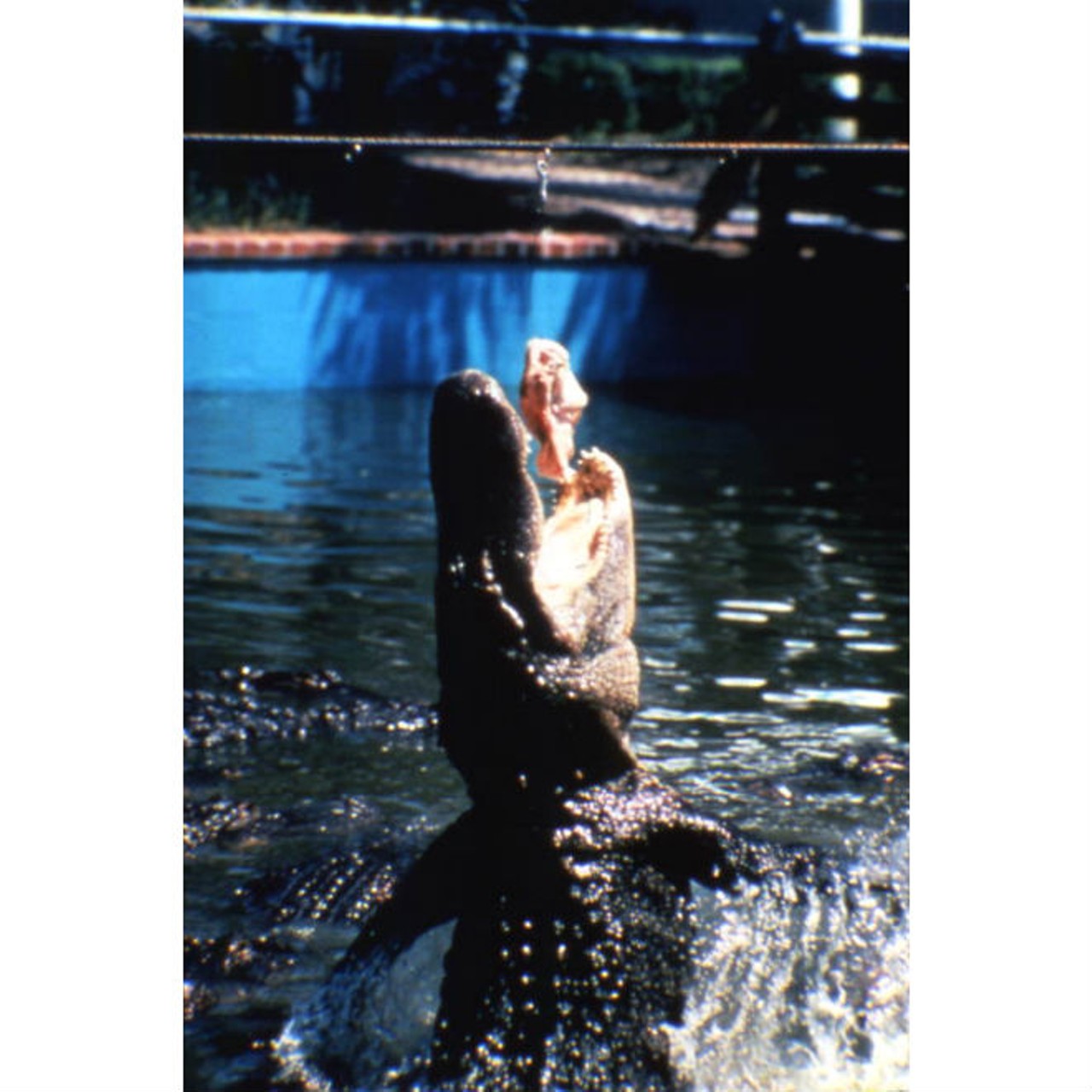 View showing an alligator leaping out of the water for food on a rope.State Archives of Florida, Florida Memory